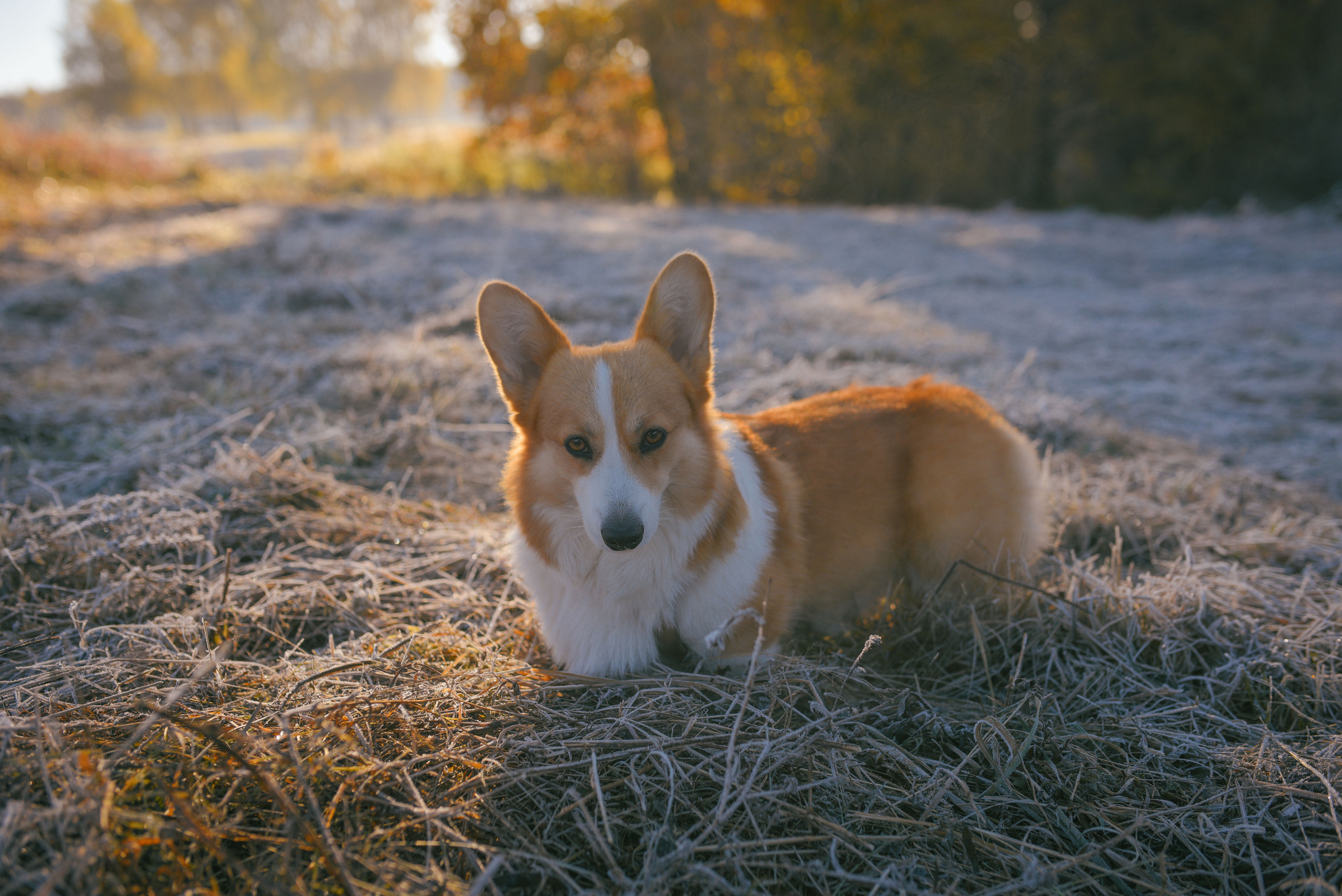 Фотосессия с питомцем в Москве. Свадебный фотограф в Москве Анна Полушина