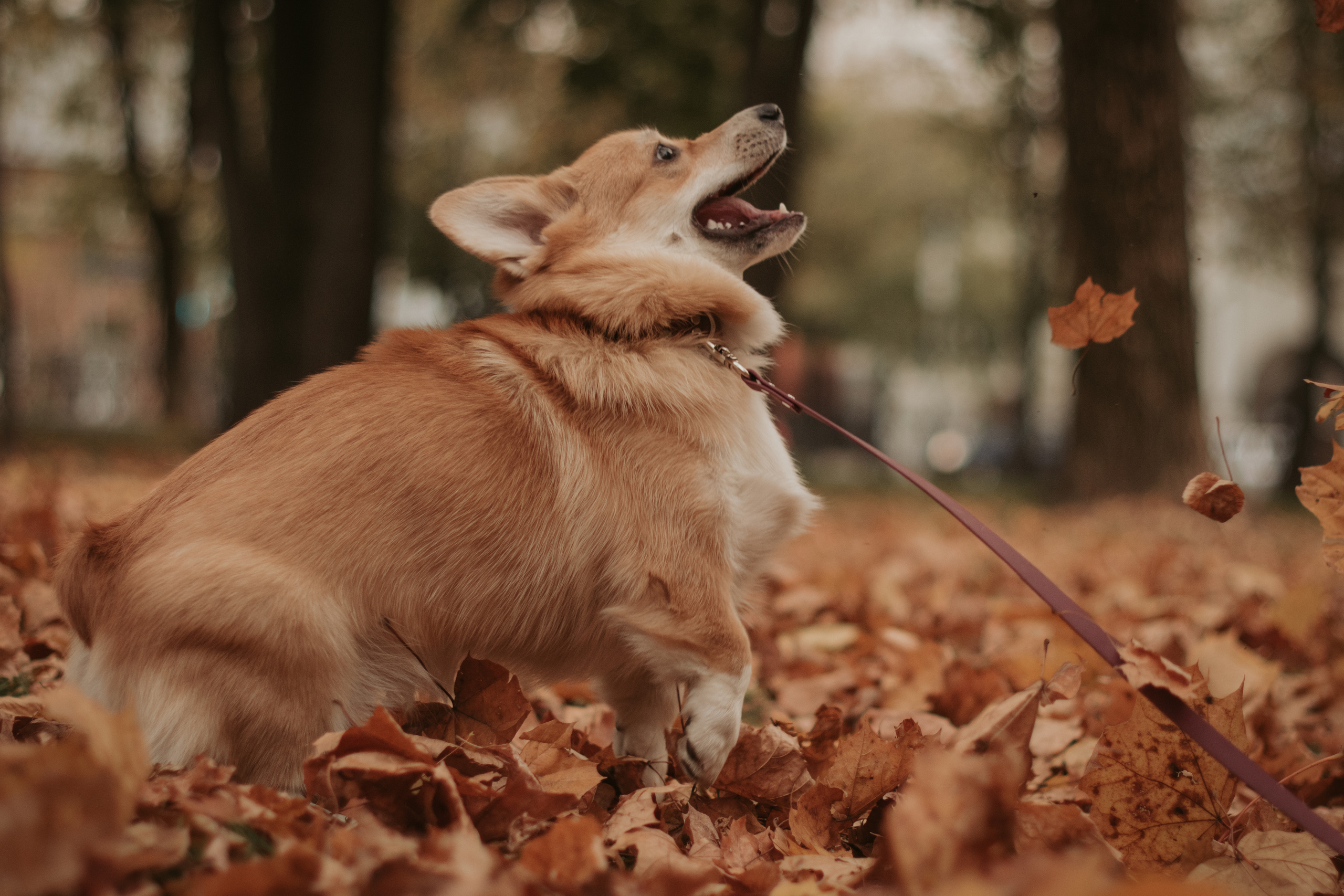 Марина и Мася, Новодевичий сквер. Свадебный фотограф в Москве Анна Полушина