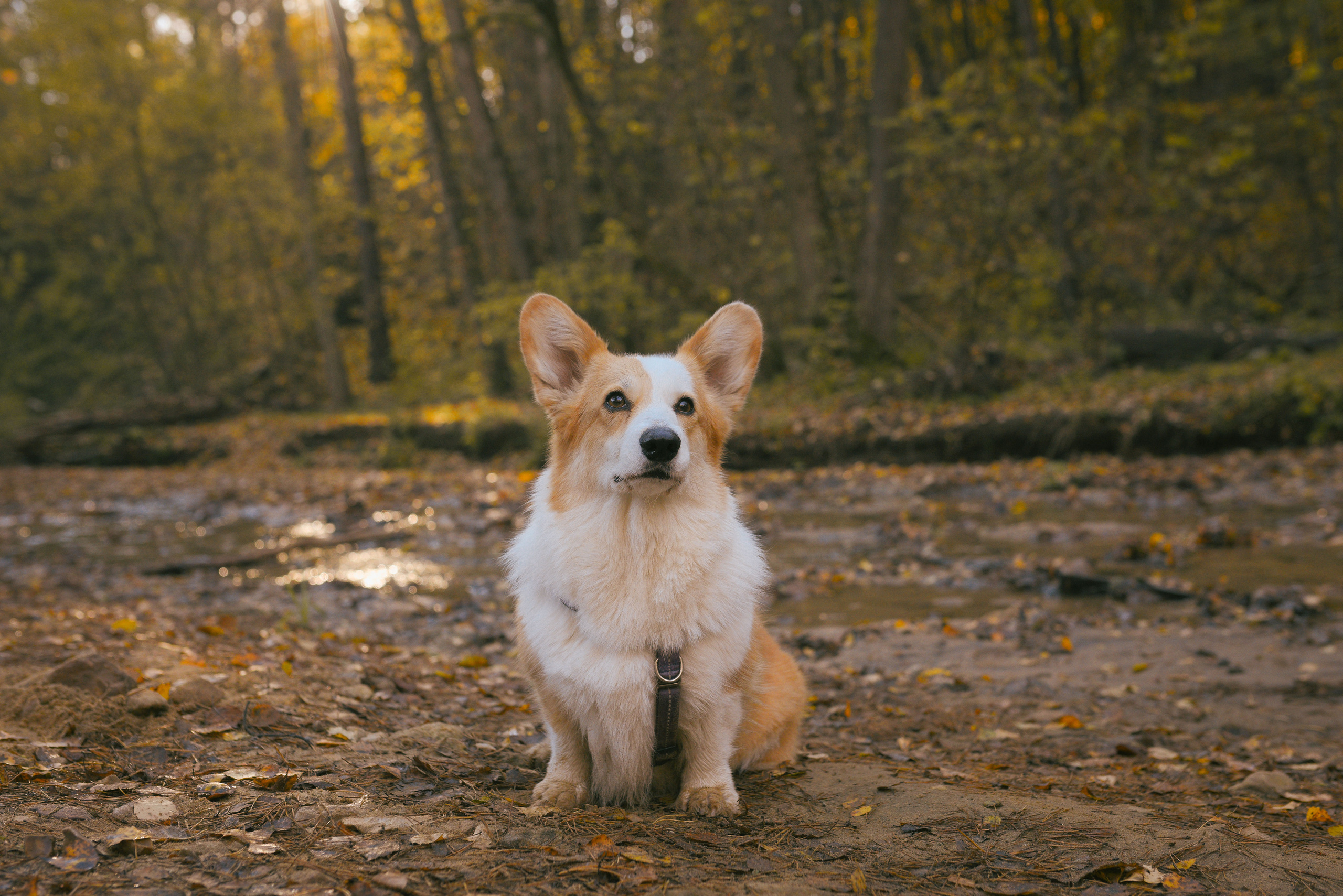 Фотосессия с питомцем в Москве. Свадебный фотограф в Москве Анна Полушина
