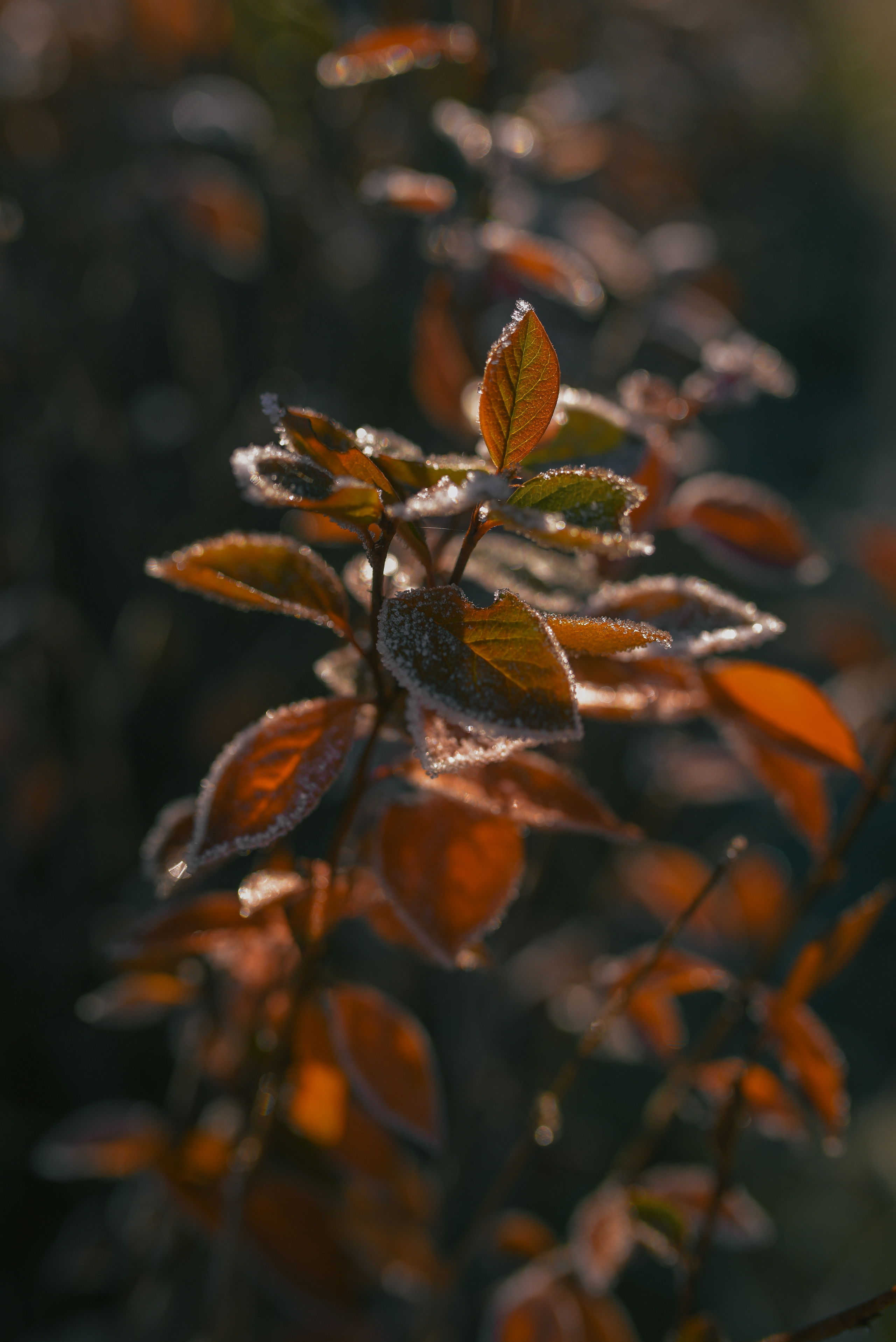 Фотосессия с питомцем в Москве. Свадебный фотограф в Москве Анна Полушина