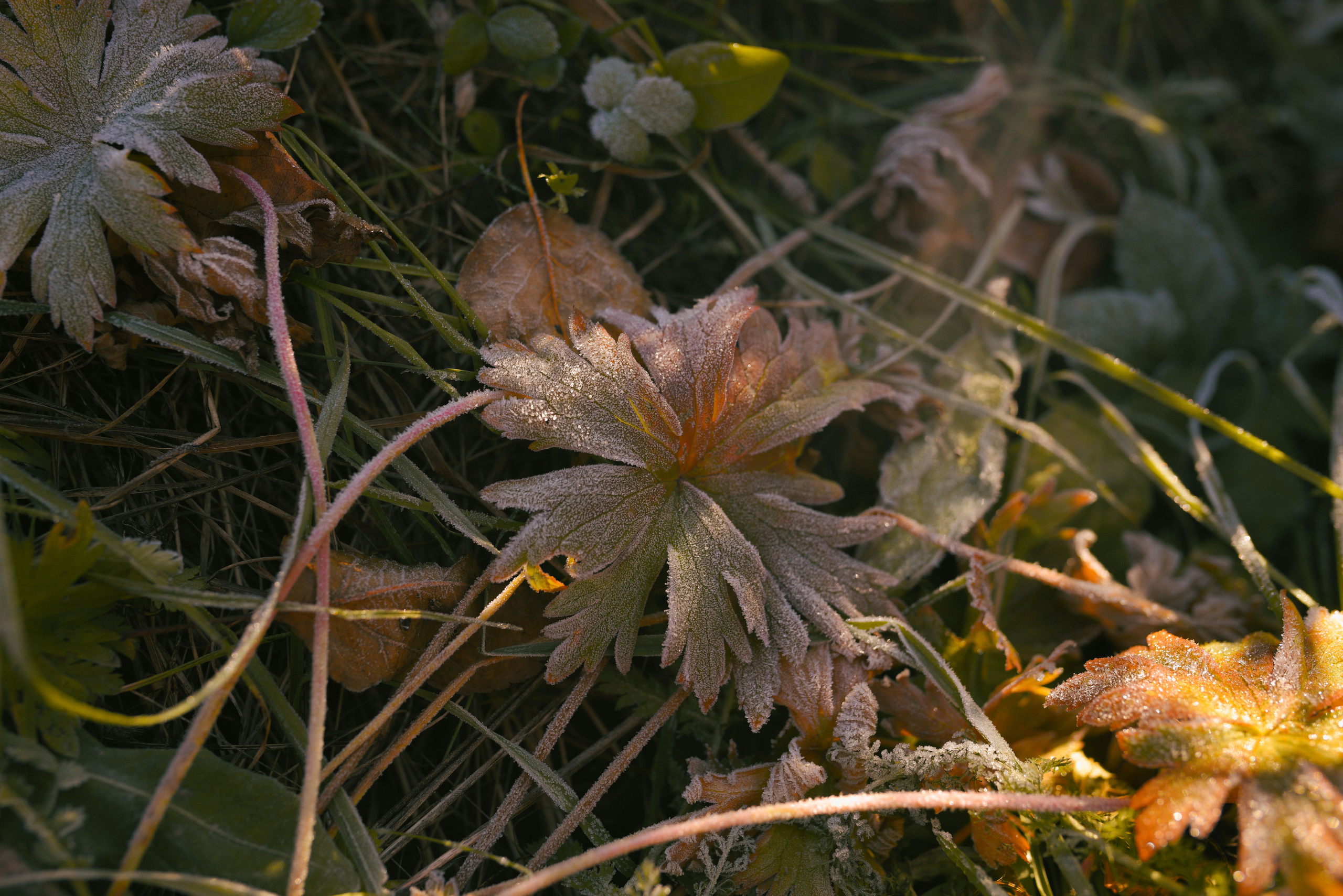 Фотосессия с питомцем в Москве. Свадебный фотограф в Москве Анна Полушина