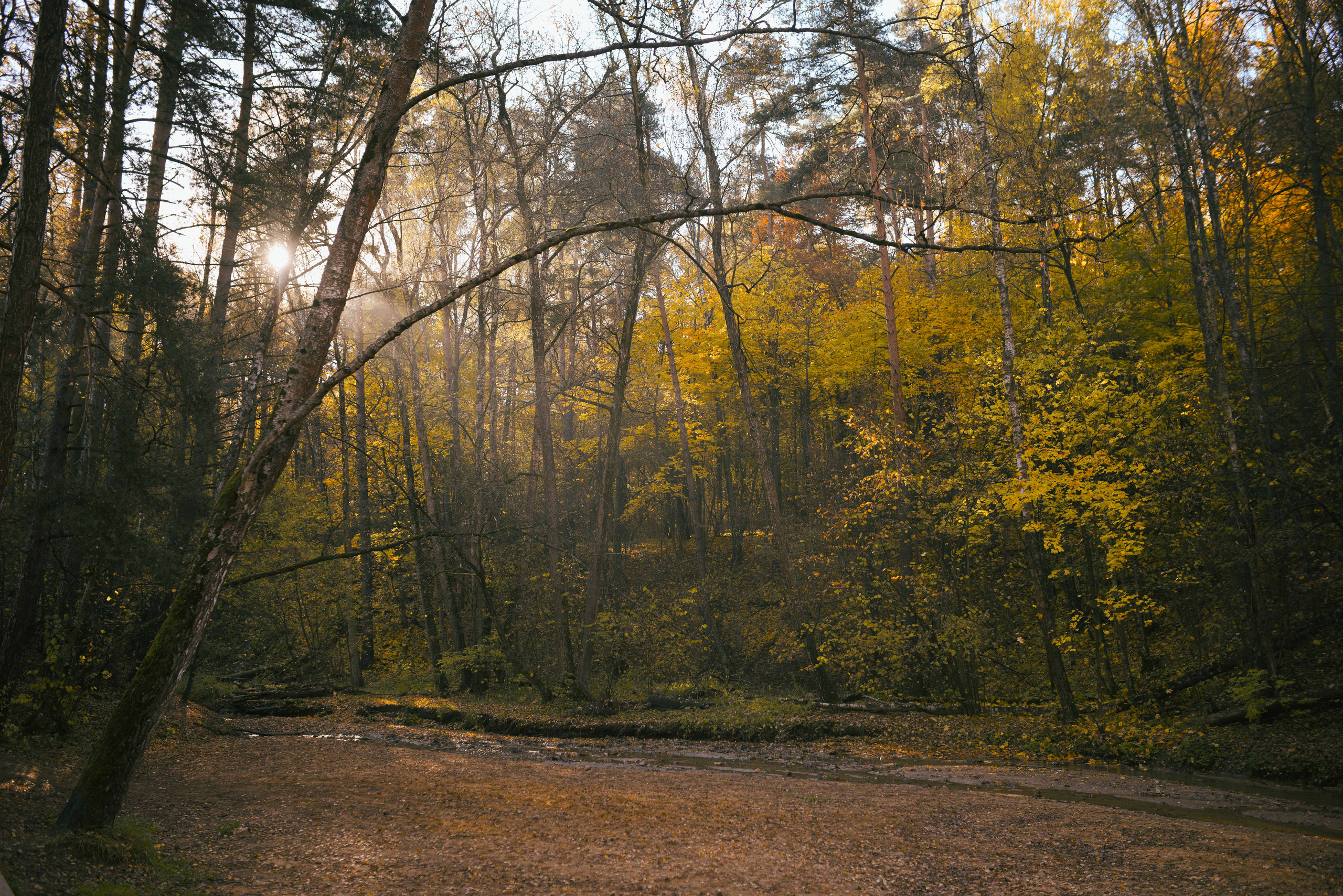 Фотосессия с питомцем в Москве. Свадебный фотограф в Москве Анна Полушина