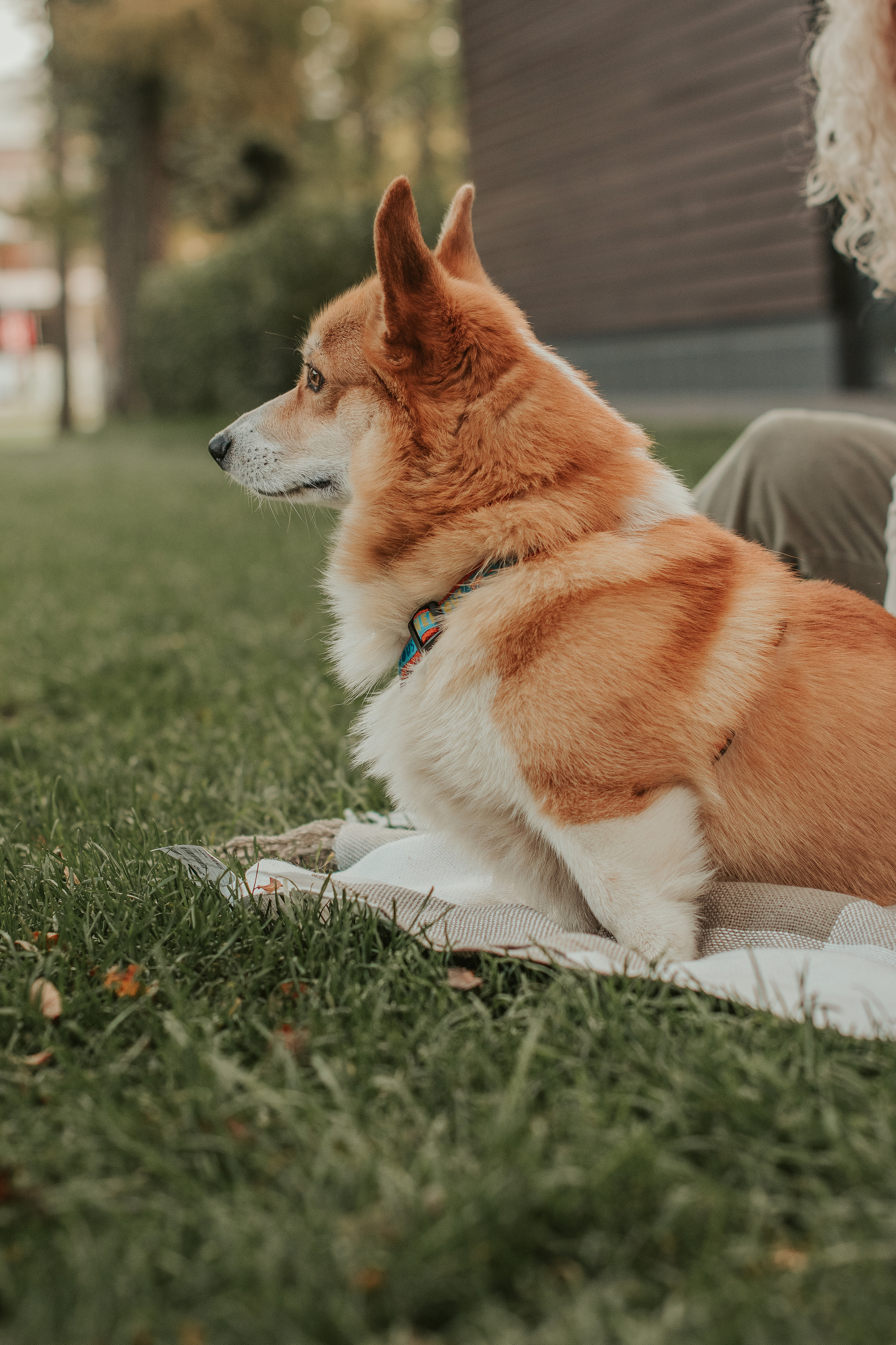 Наташа, Даша и Кевин. Свадебный фотограф в Москве Анна Полушина