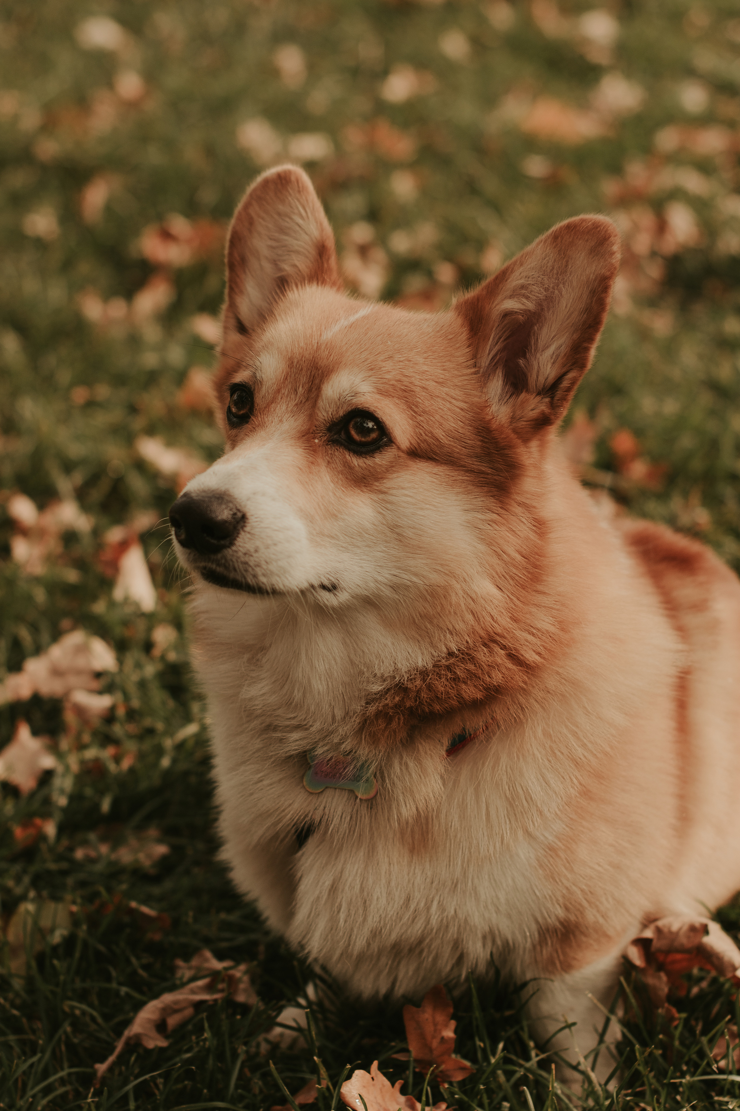 Наташа, Даша и Кевин. Свадебный фотограф в Москве Анна Полушина