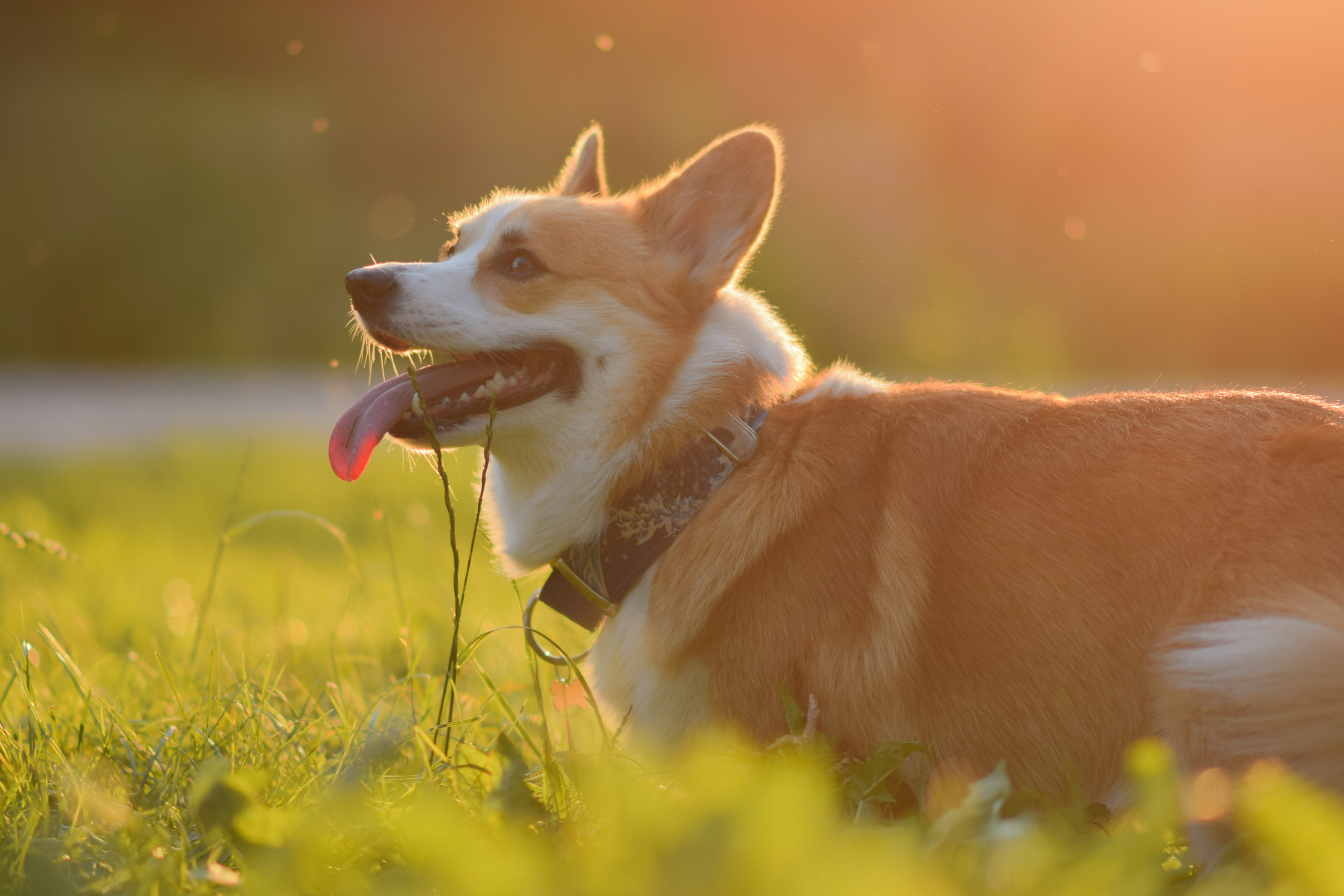 Алина и Ройс, парк на Яузе. Свадебный фотограф в Москве Анна Полушина