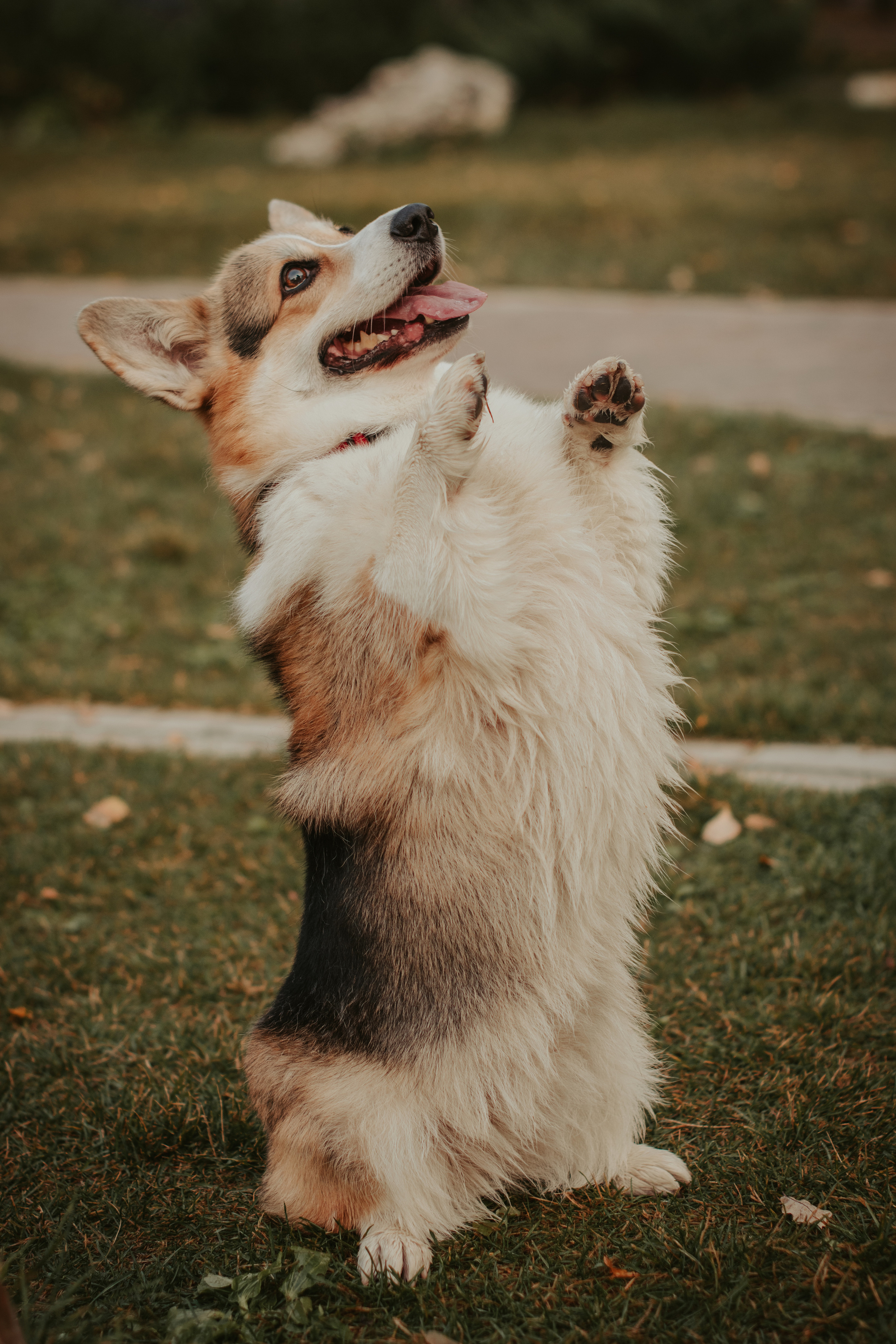 Аня и Булочка, Сокольники. Свадебный фотограф в Москве Анна Полушина