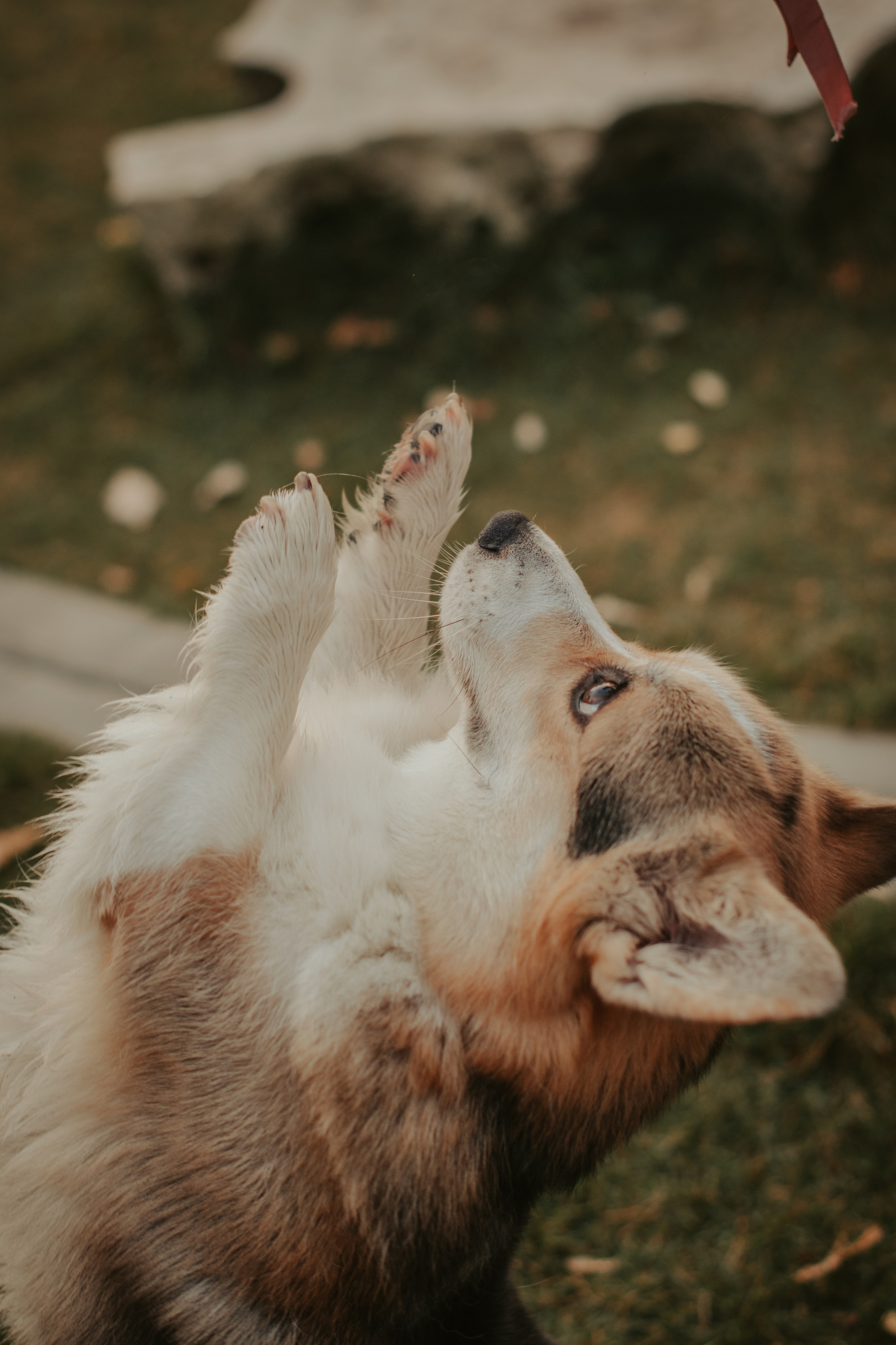 Аня и Булочка, Сокольники. Свадебный фотограф в Москве Анна Полушина