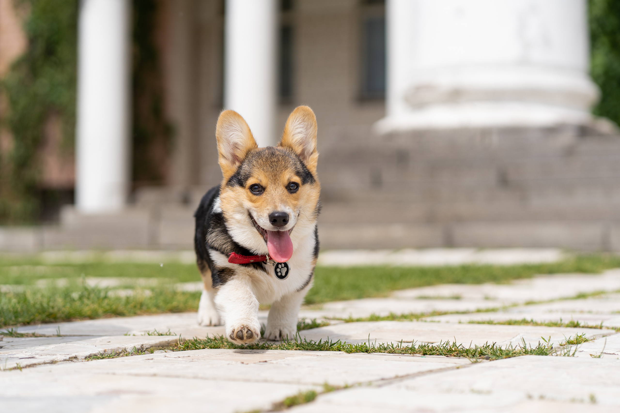 Каспер и Полина, Ботанический сад. Свадебный фотограф в Москве Анна Полушина
