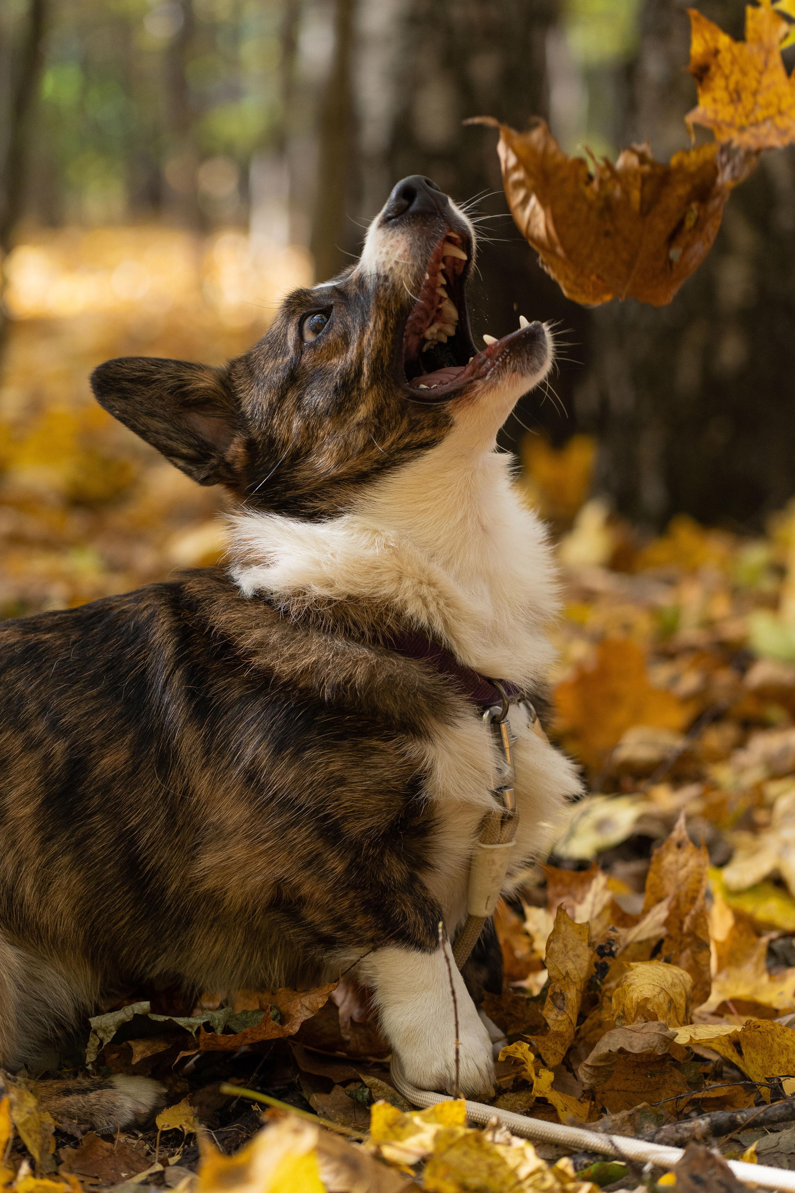 Боря, Даша и Маффин. Свадебный фотограф в Москве Анна Полушина