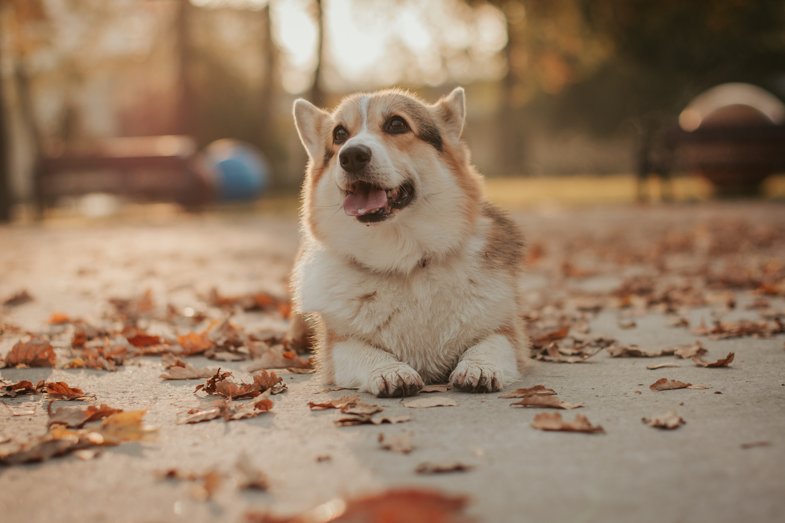 Аня и Булочка, Сокольники. Свадебный фотограф в Москве Анна Полушина