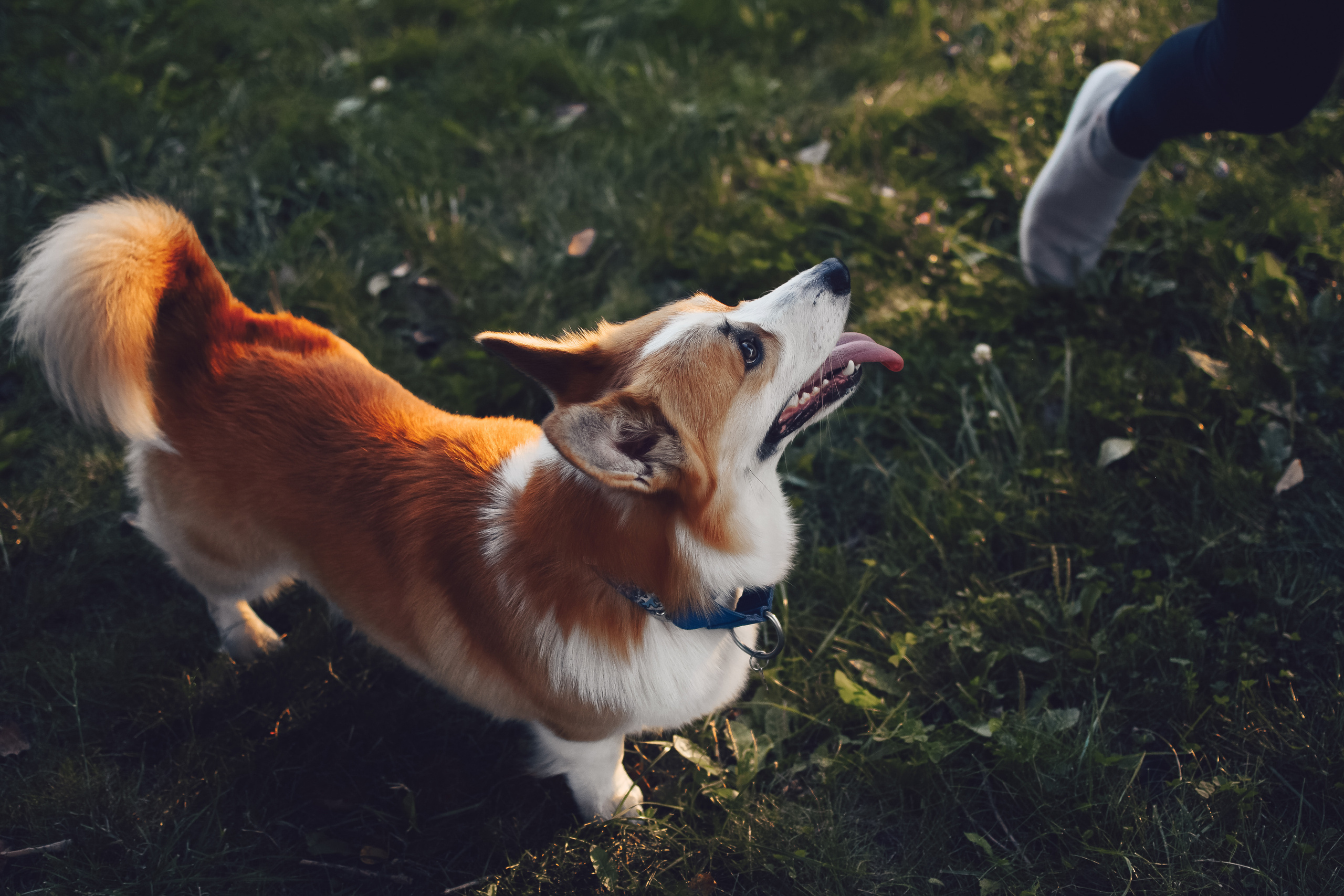 Алина и Ройс, парк на Яузе. Свадебный фотограф в Москве Анна Полушина