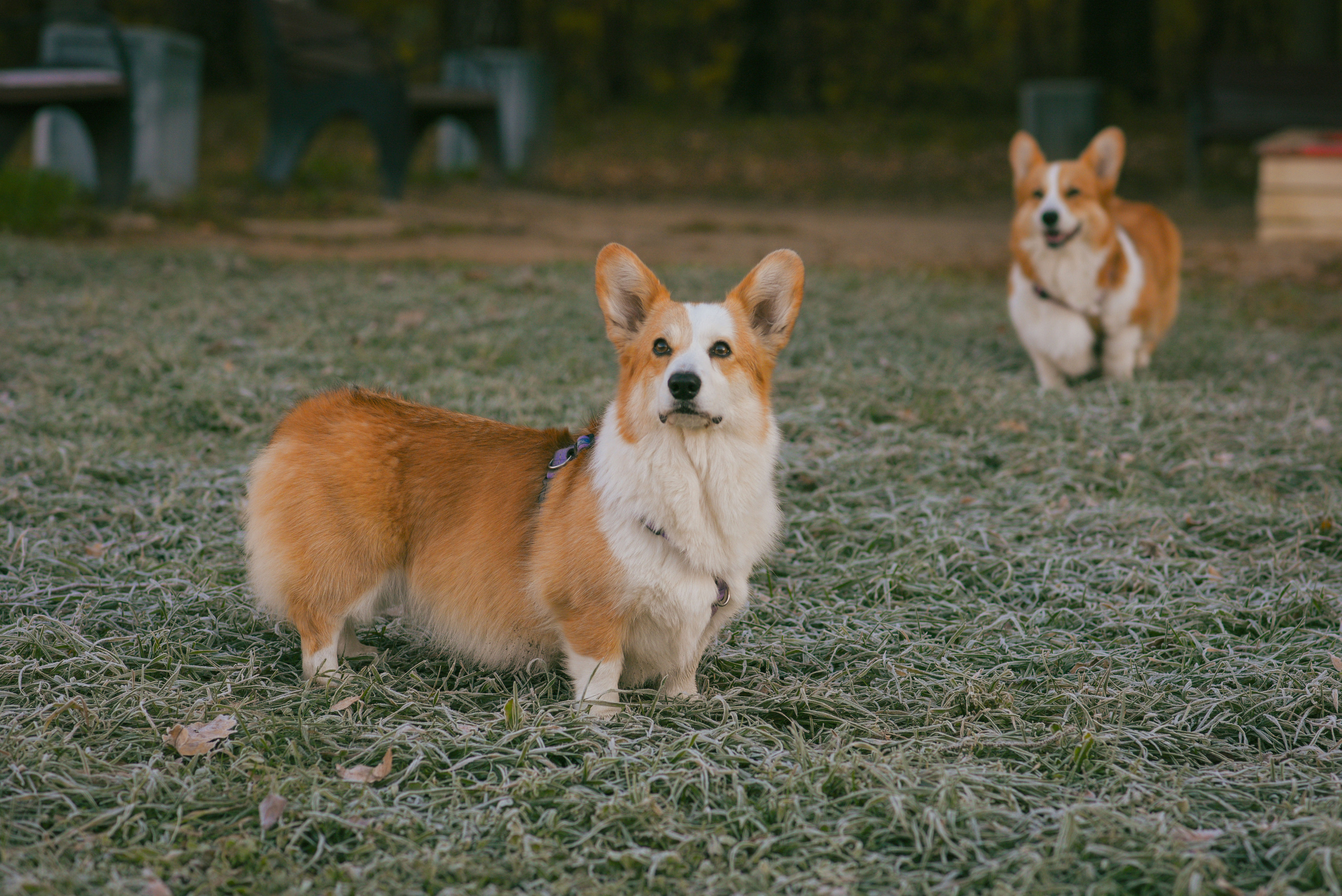 Фотосессия с питомцем в Москве. Свадебный фотограф в Москве Анна Полушина