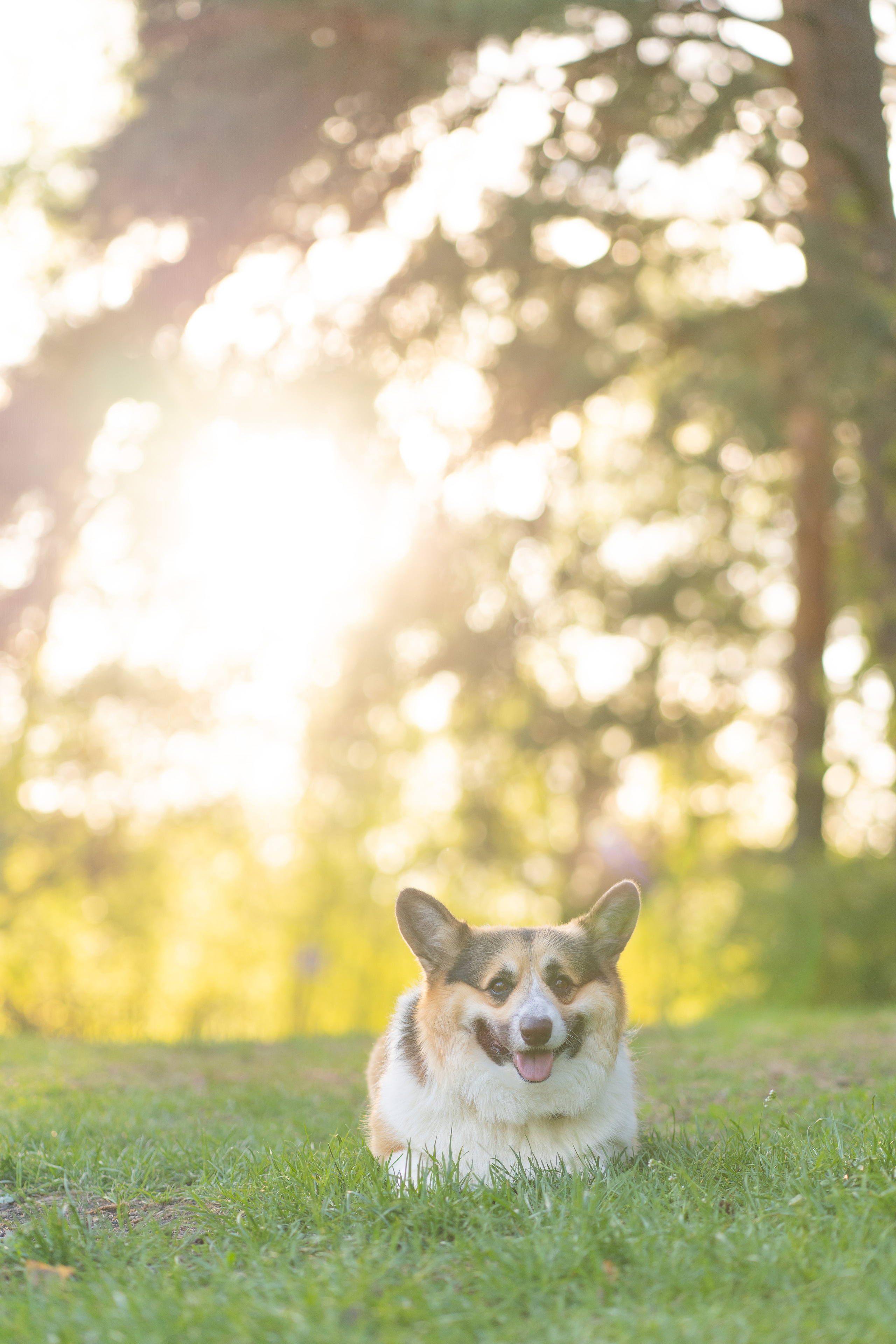 Катя и Честер, Серебряный бор. Свадебный фотограф в Москве Анна Полушина