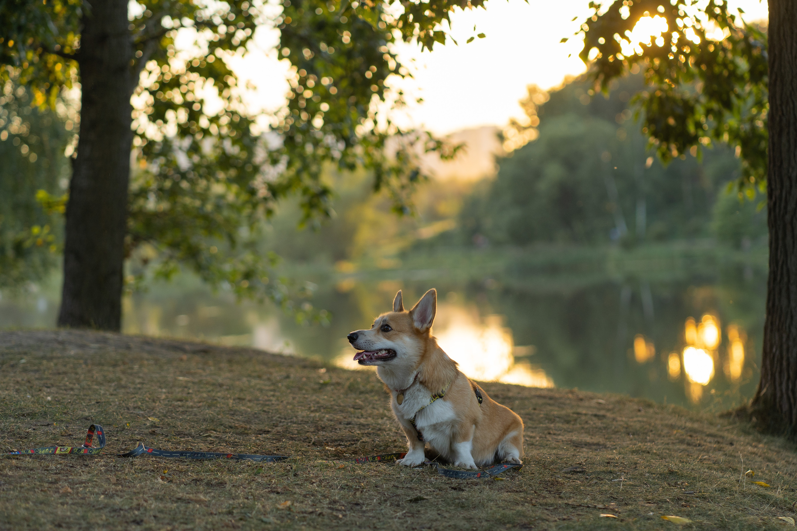 Катя и Боря, Джамгаровский парк. Свадебный фотограф в Москве Анна Полушина
