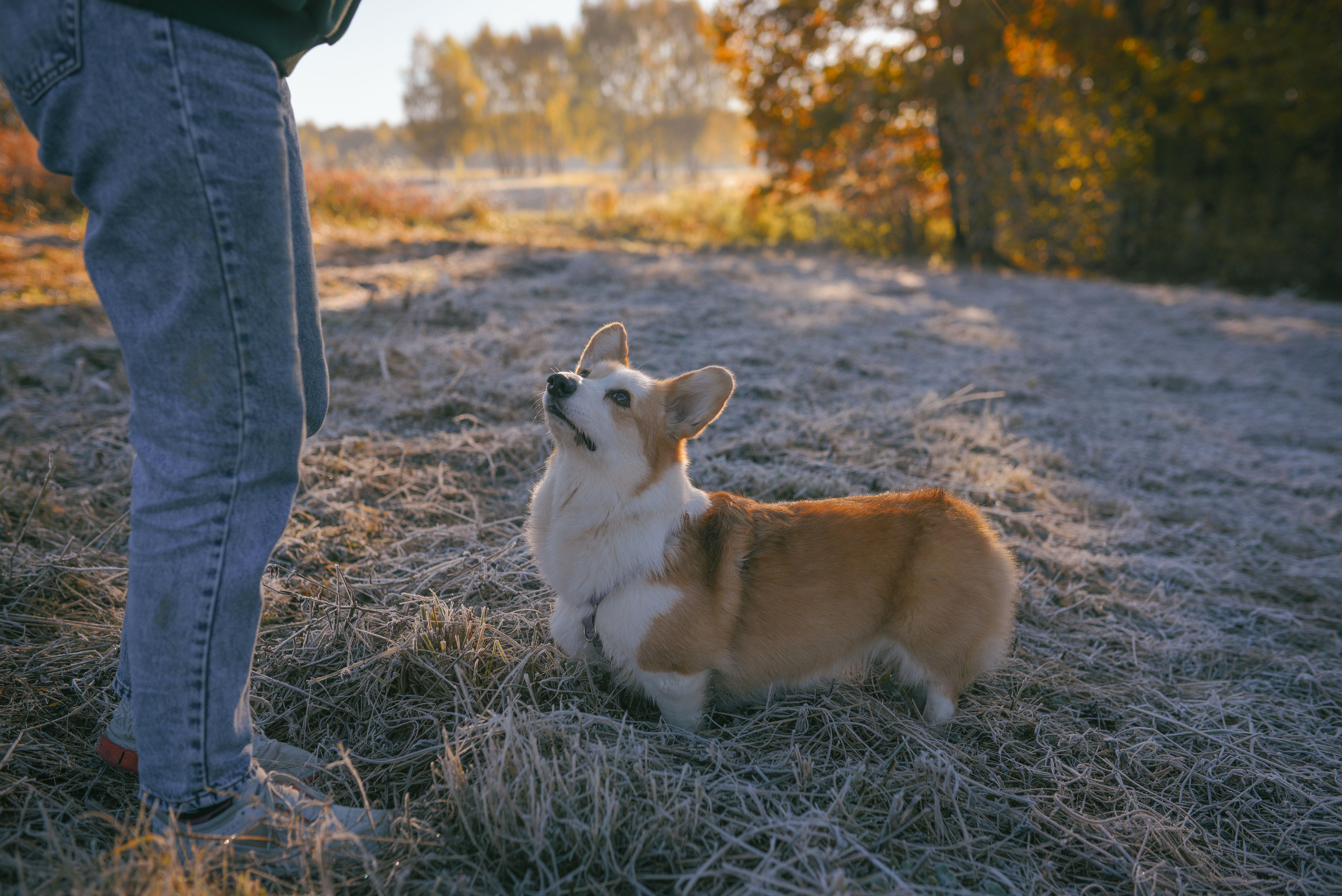 Фотосессия с питомцем в Москве. Свадебный фотограф в Москве Анна Полушина