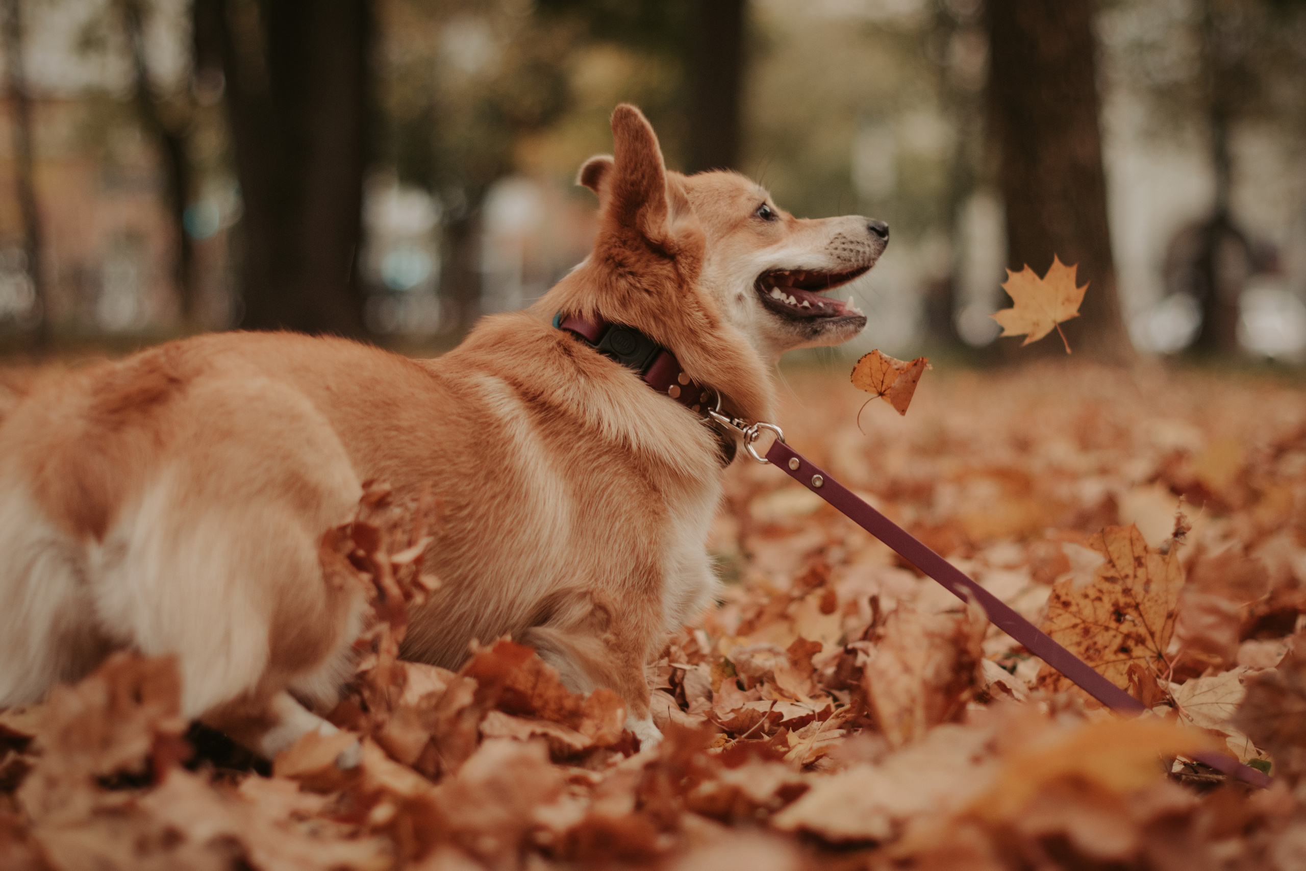 Марина и Мася, Новодевичий сквер. Свадебный фотограф в Москве Анна Полушина