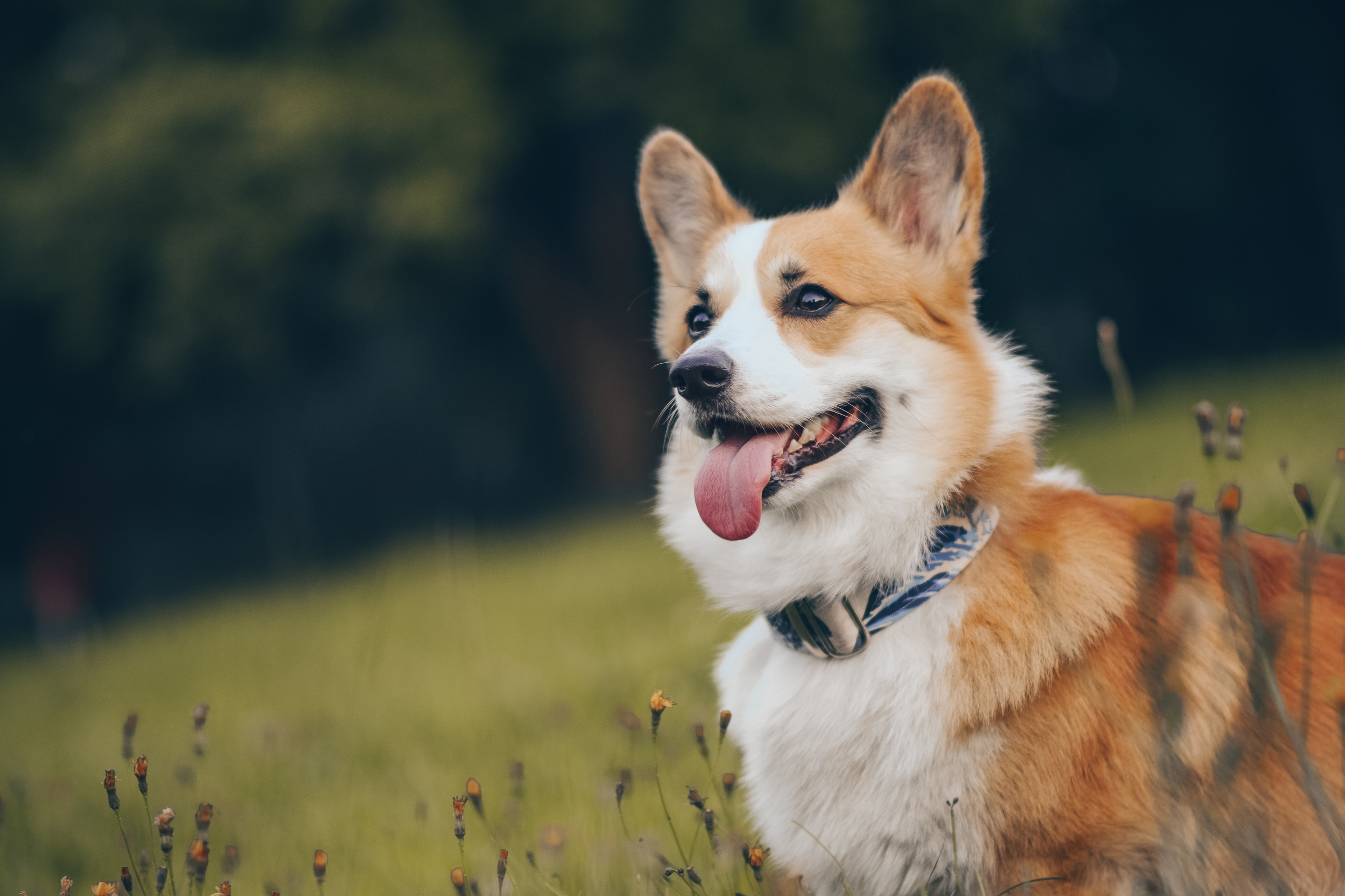 Алина и Ройс, парк на Яузе. Свадебный фотограф в Москве Анна Полушина