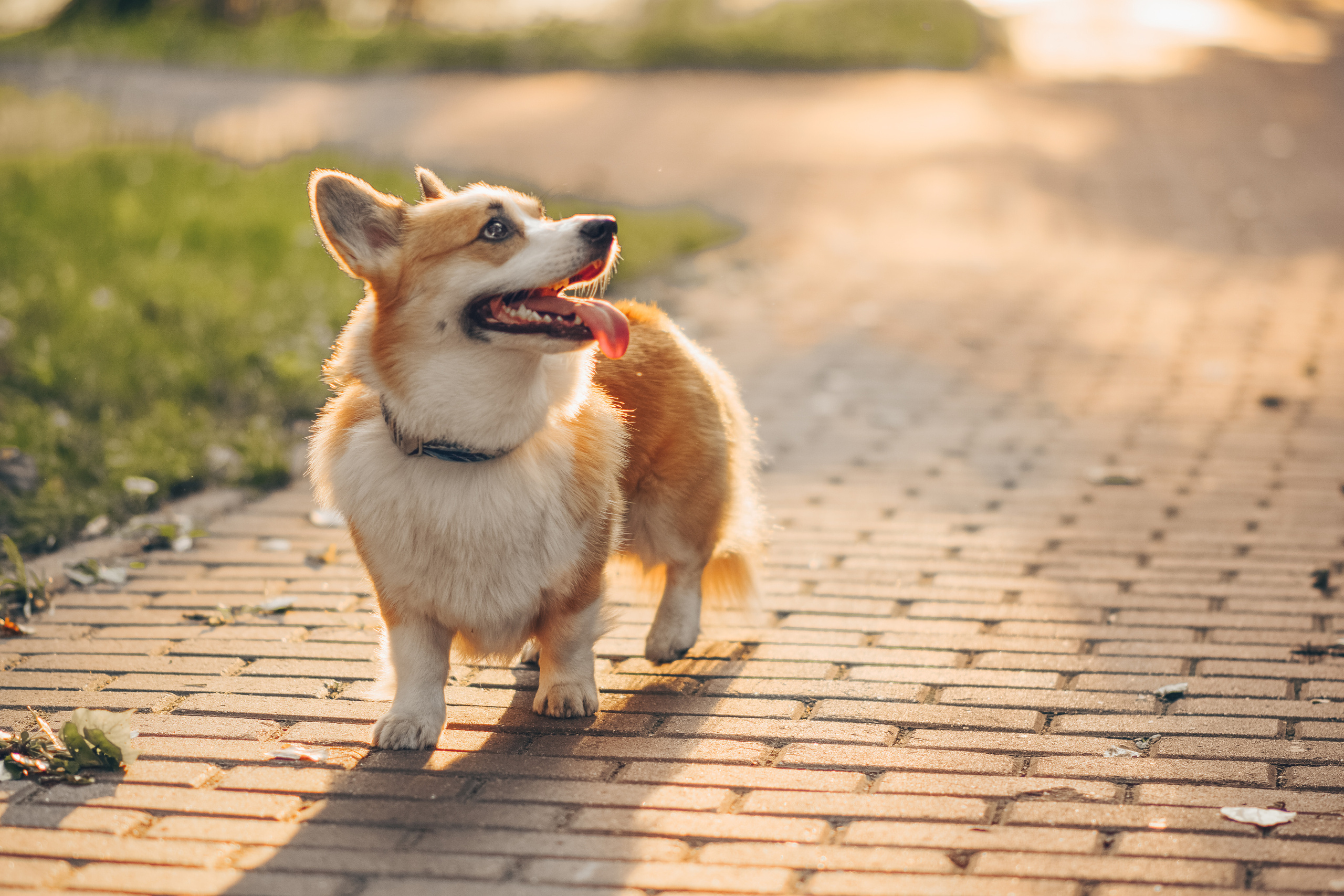 Алина и Ройс, парк на Яузе. Свадебный фотограф в Москве Анна Полушина