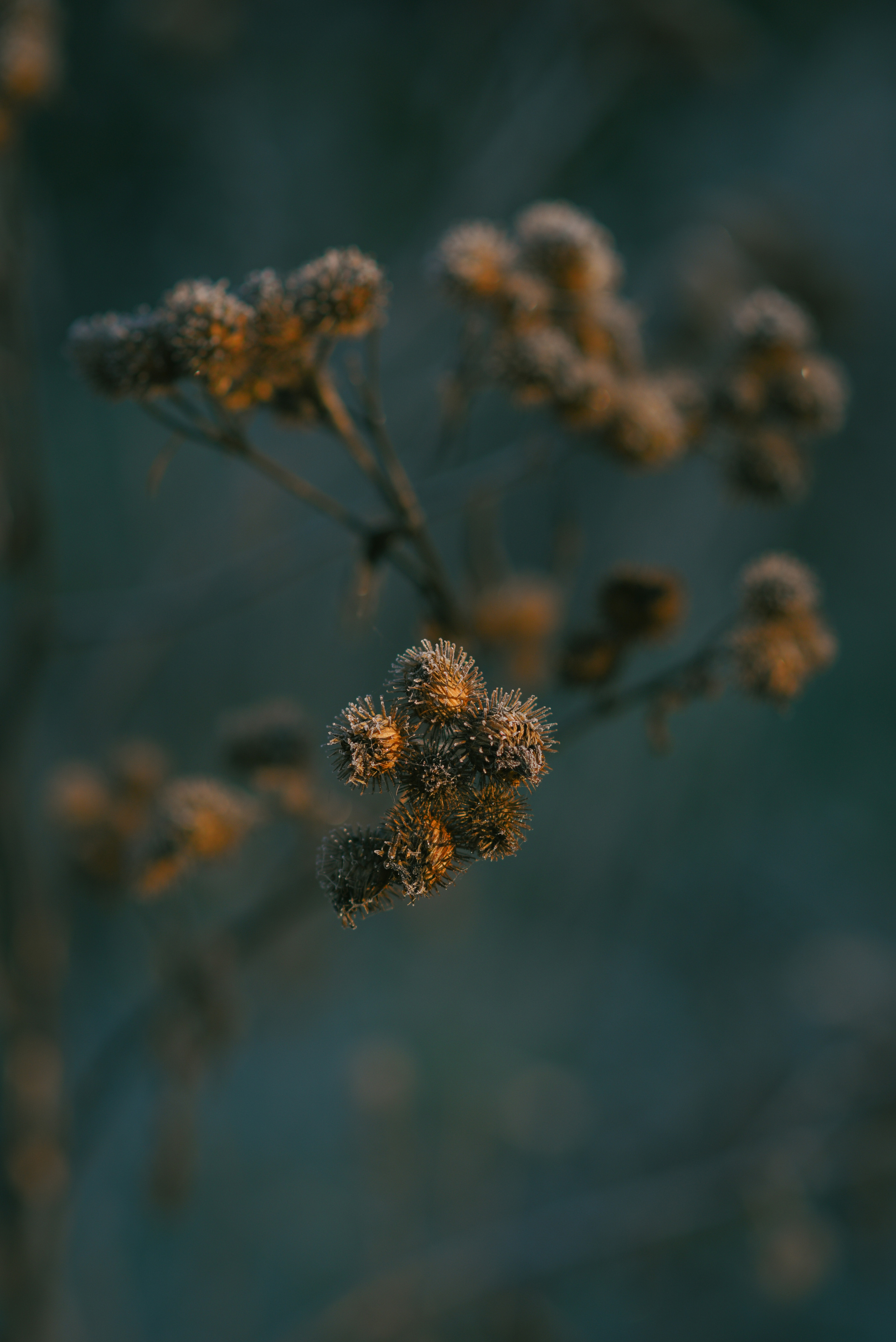 Фотосессия с питомцем в Москве. Свадебный фотограф в Москве Анна Полушина