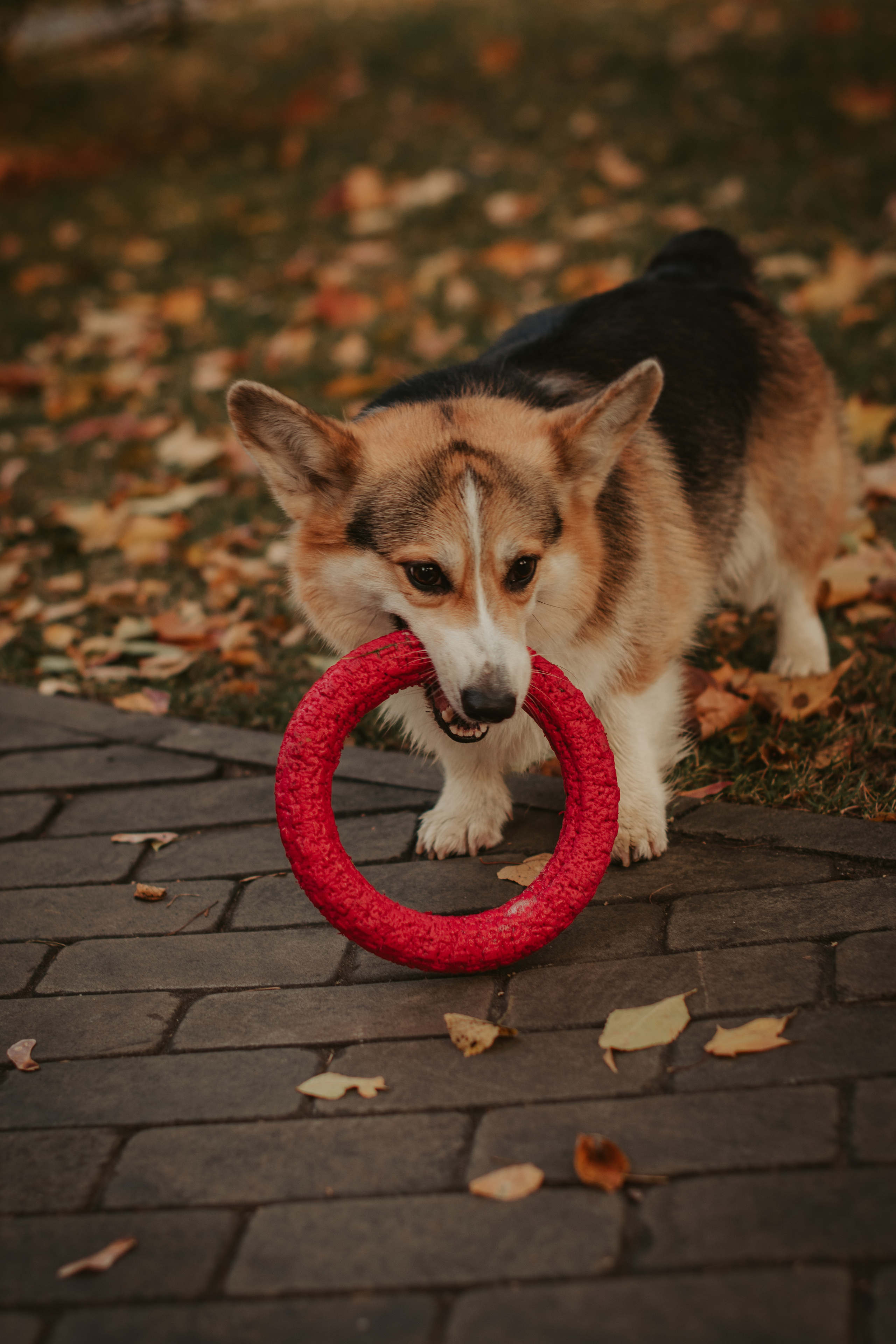 Аня и Булочка, Сокольники. Свадебный фотограф в Москве Анна Полушина