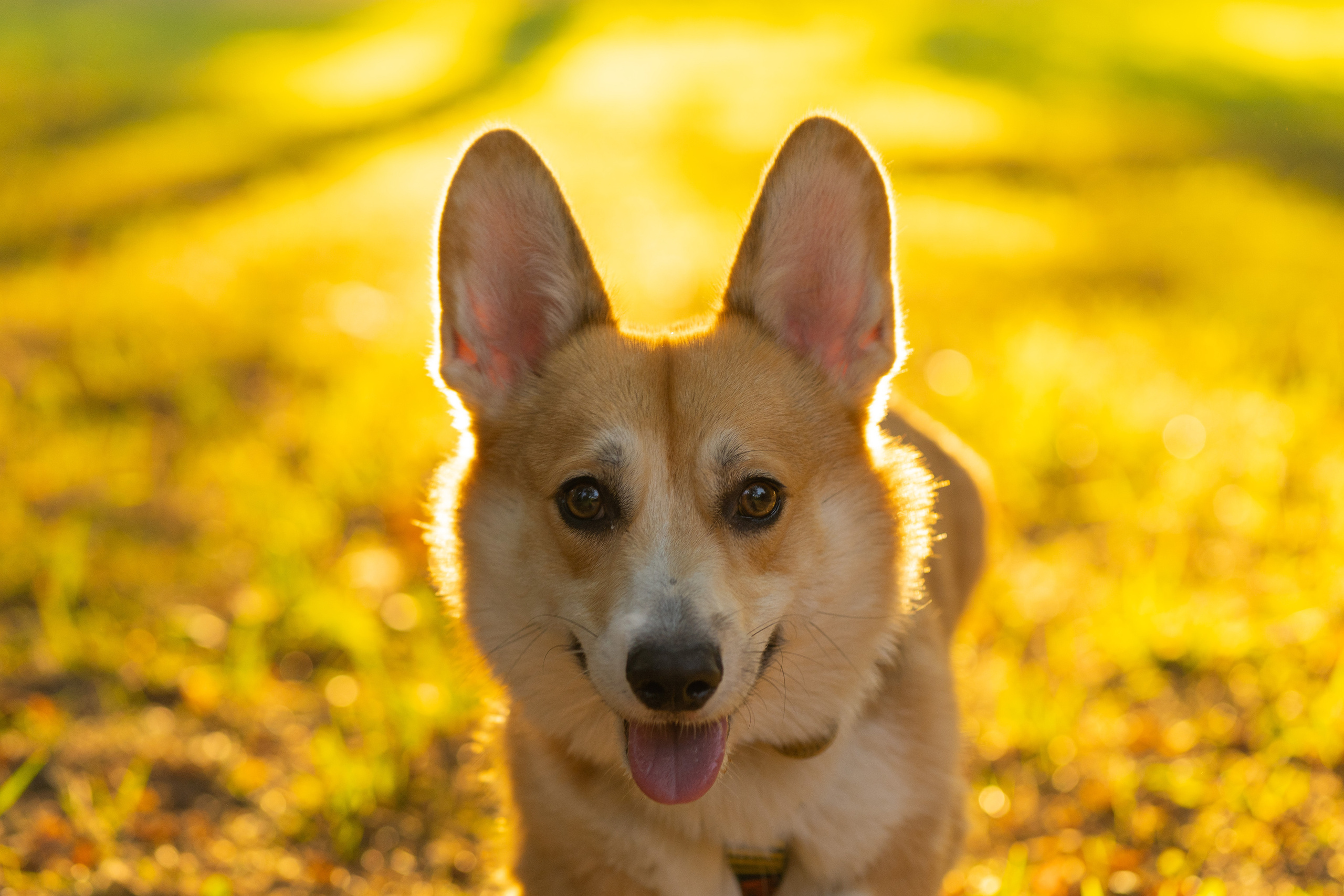 Катя и Боря, Джамгаровский парк. Свадебный фотограф в Москве Анна Полушина