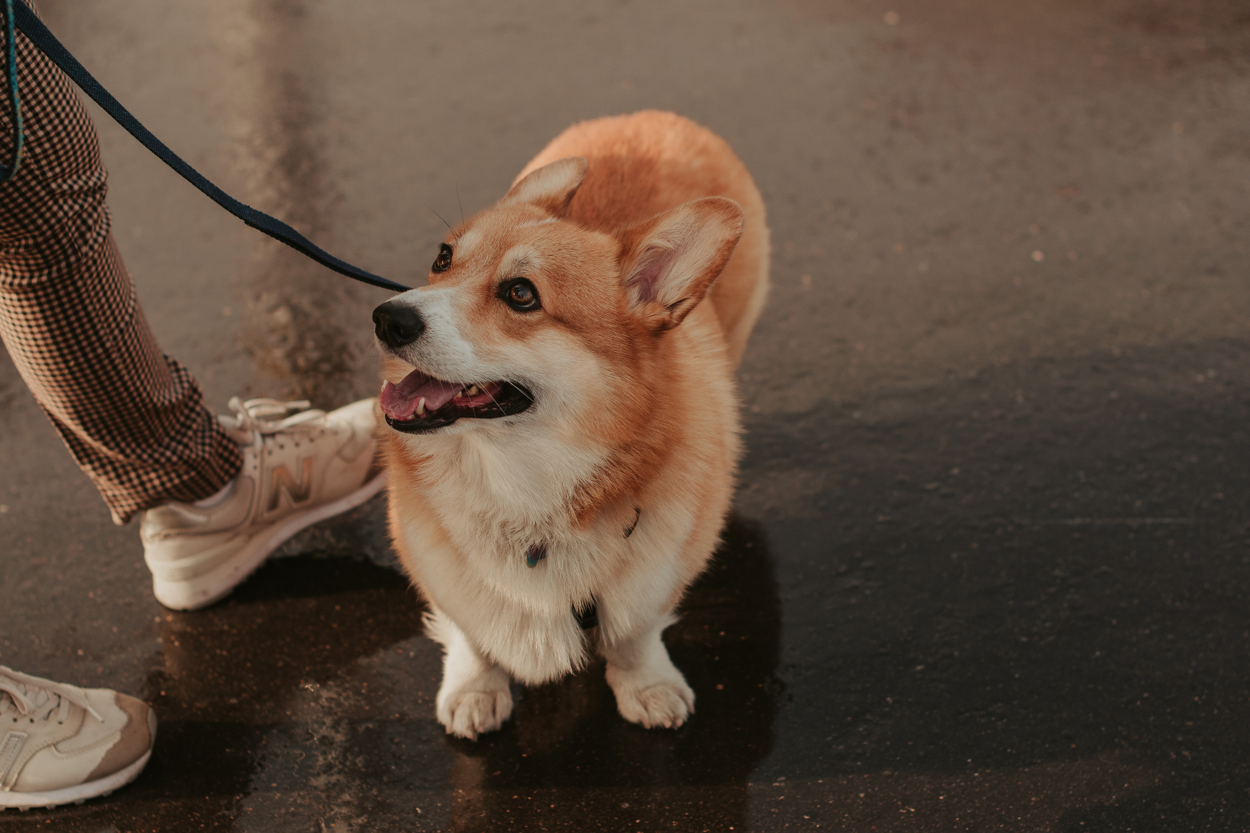 Наташа, Даша и Кевин. Свадебный фотограф в Москве Анна Полушина