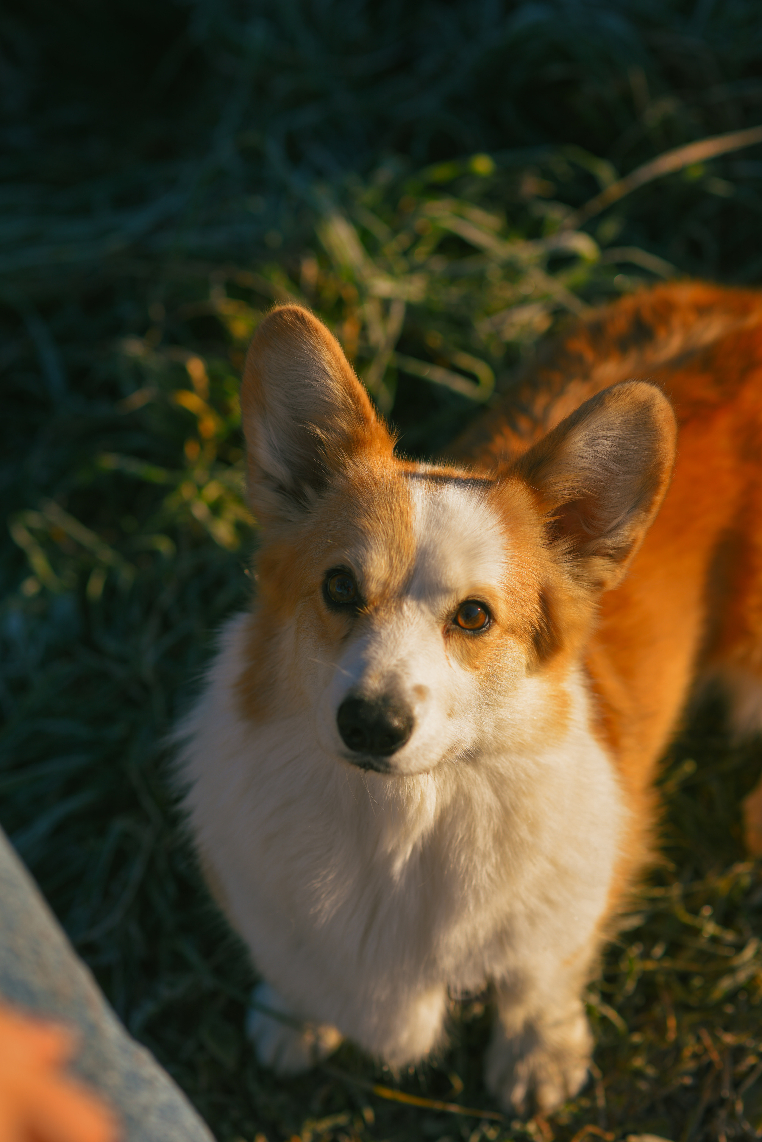 Фотосессия с питомцем в Москве. Свадебный фотограф в Москве Анна Полушина