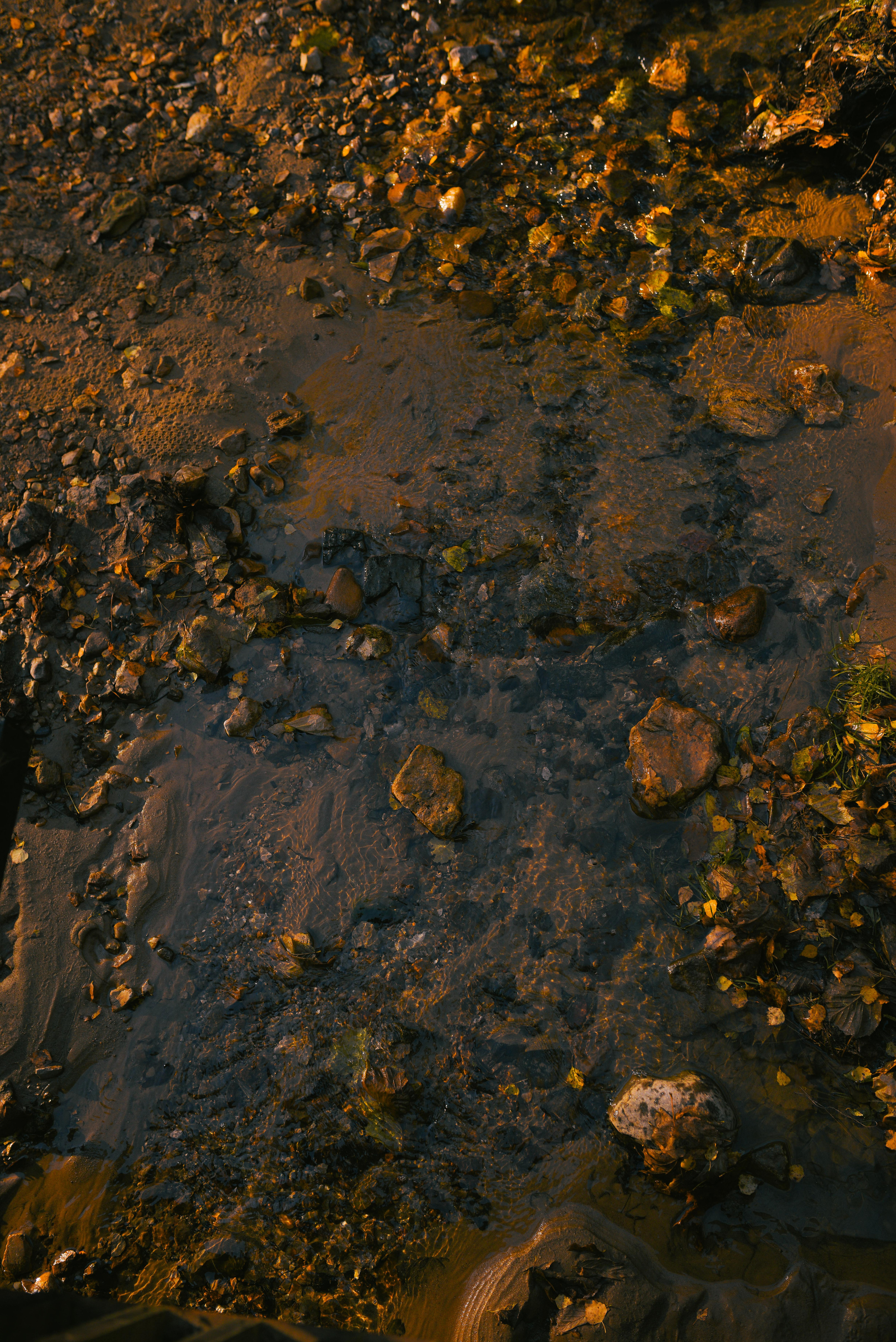 Фотосессия с питомцем в Москве. Свадебный фотограф в Москве Анна Полушина