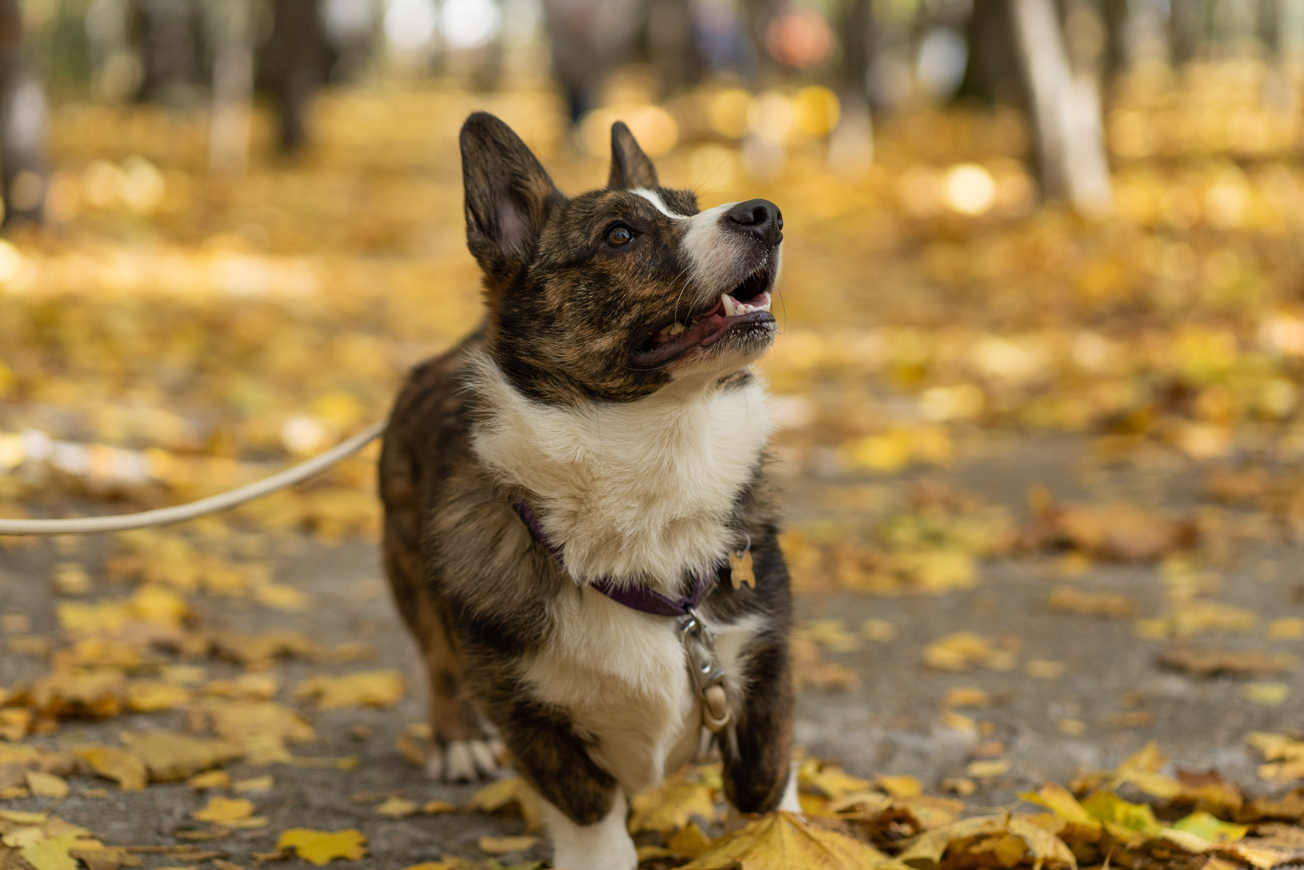 Боря, Даша и Маффин. Свадебный фотограф в Москве Анна Полушина