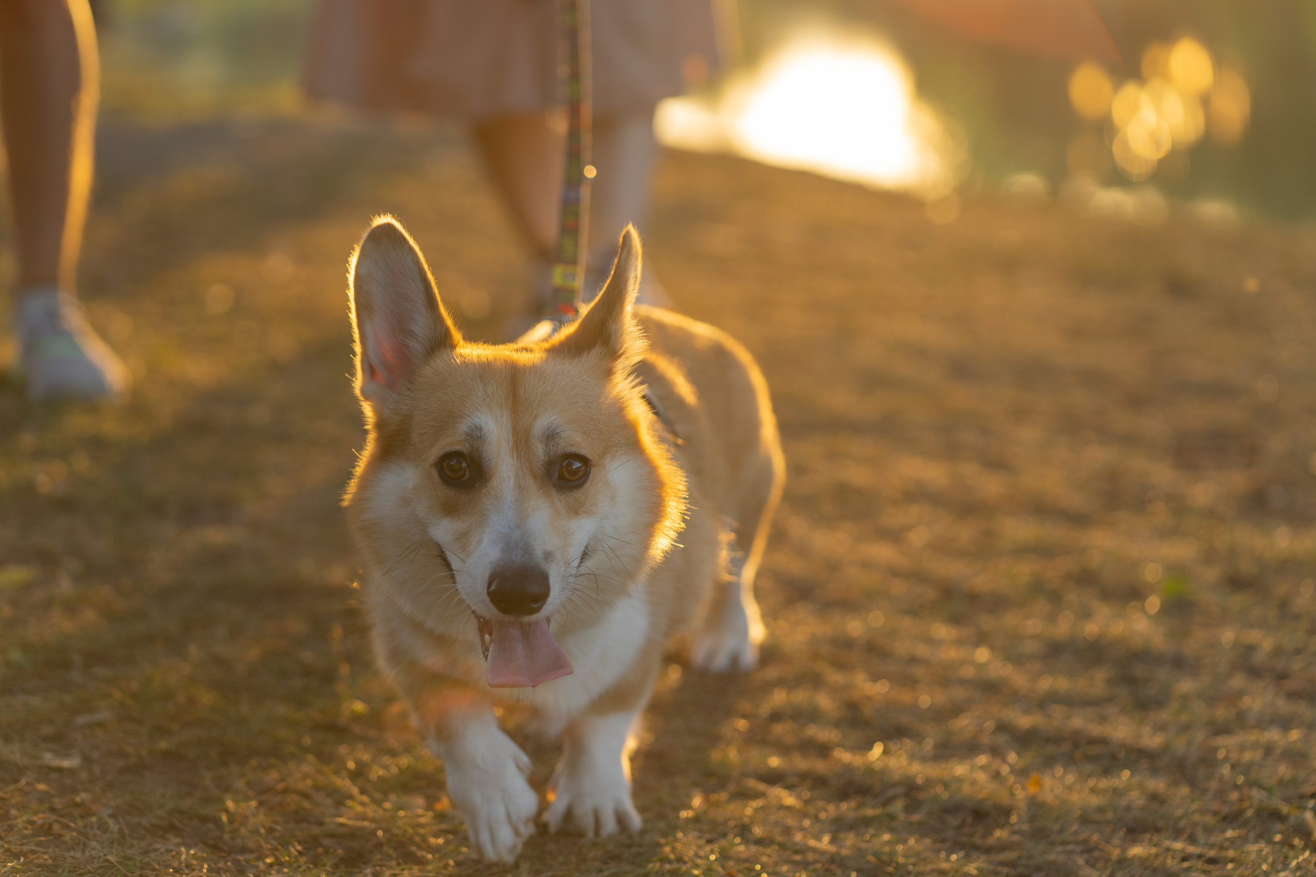 Катя и Боря, Джамгаровский парк. Свадебный фотограф в Москве Анна Полушина