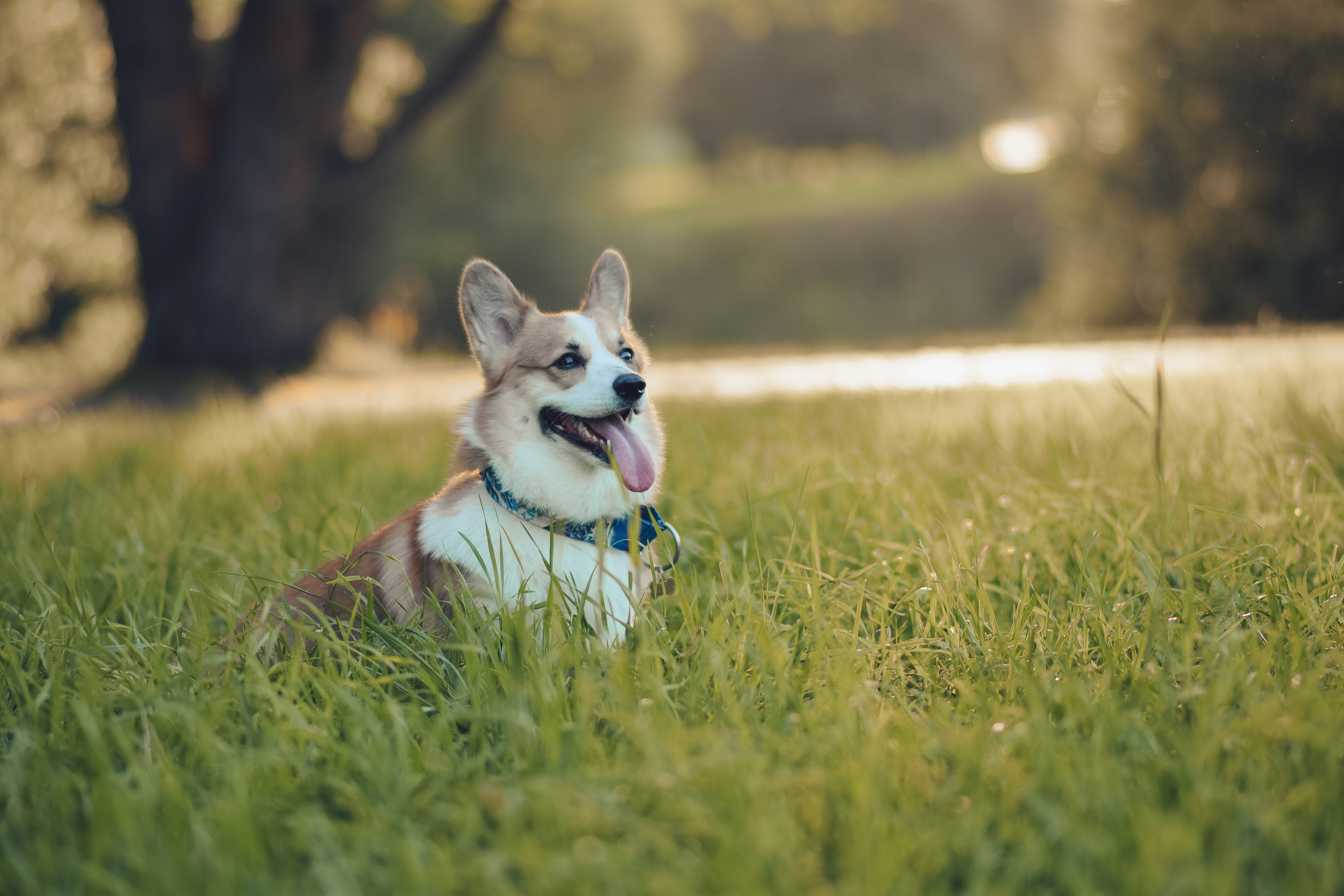 Алина и Ройс, парк на Яузе. Свадебный фотограф в Москве Анна Полушина