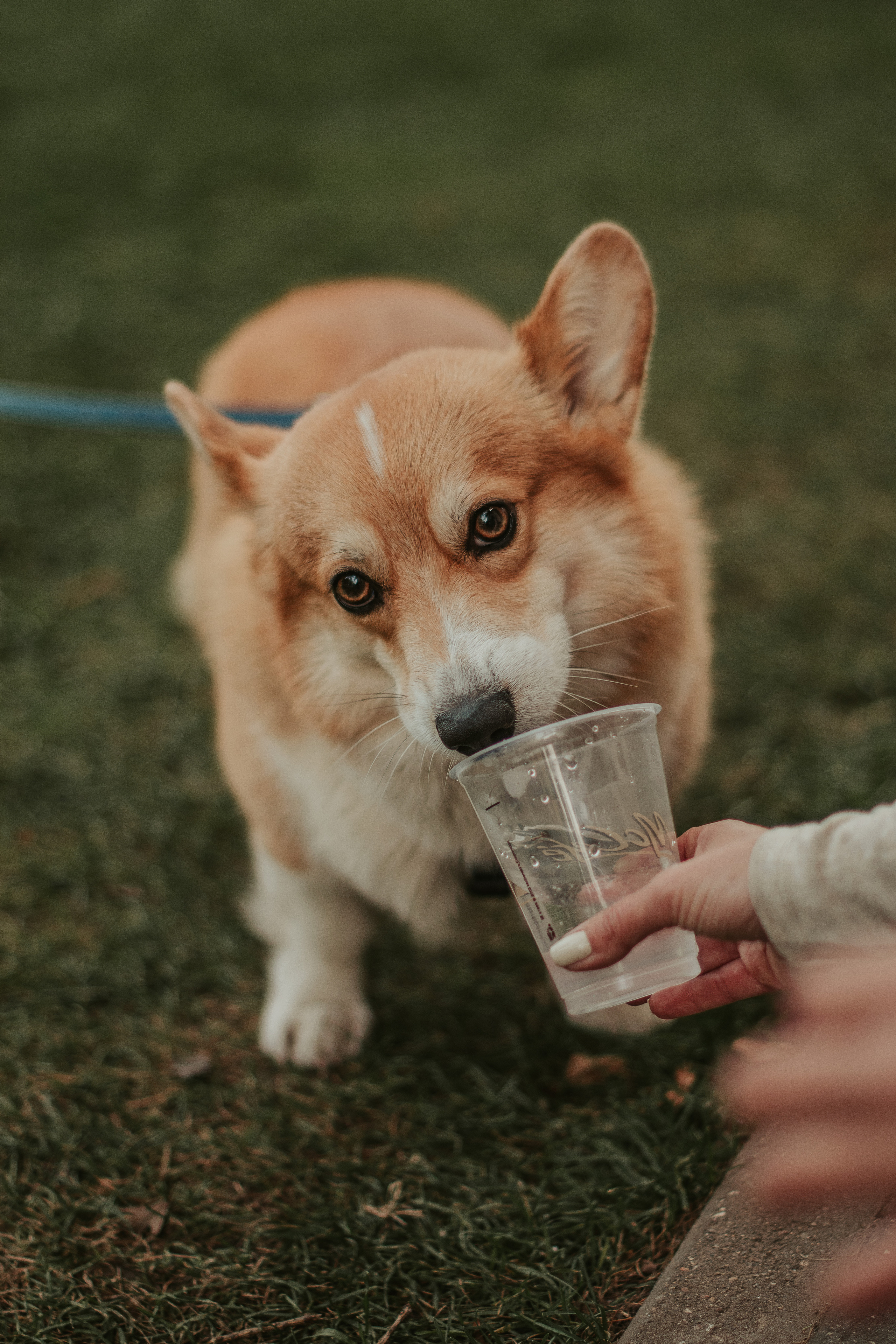 Наташа, Даша и Кевин. Свадебный фотограф в Москве Анна Полушина