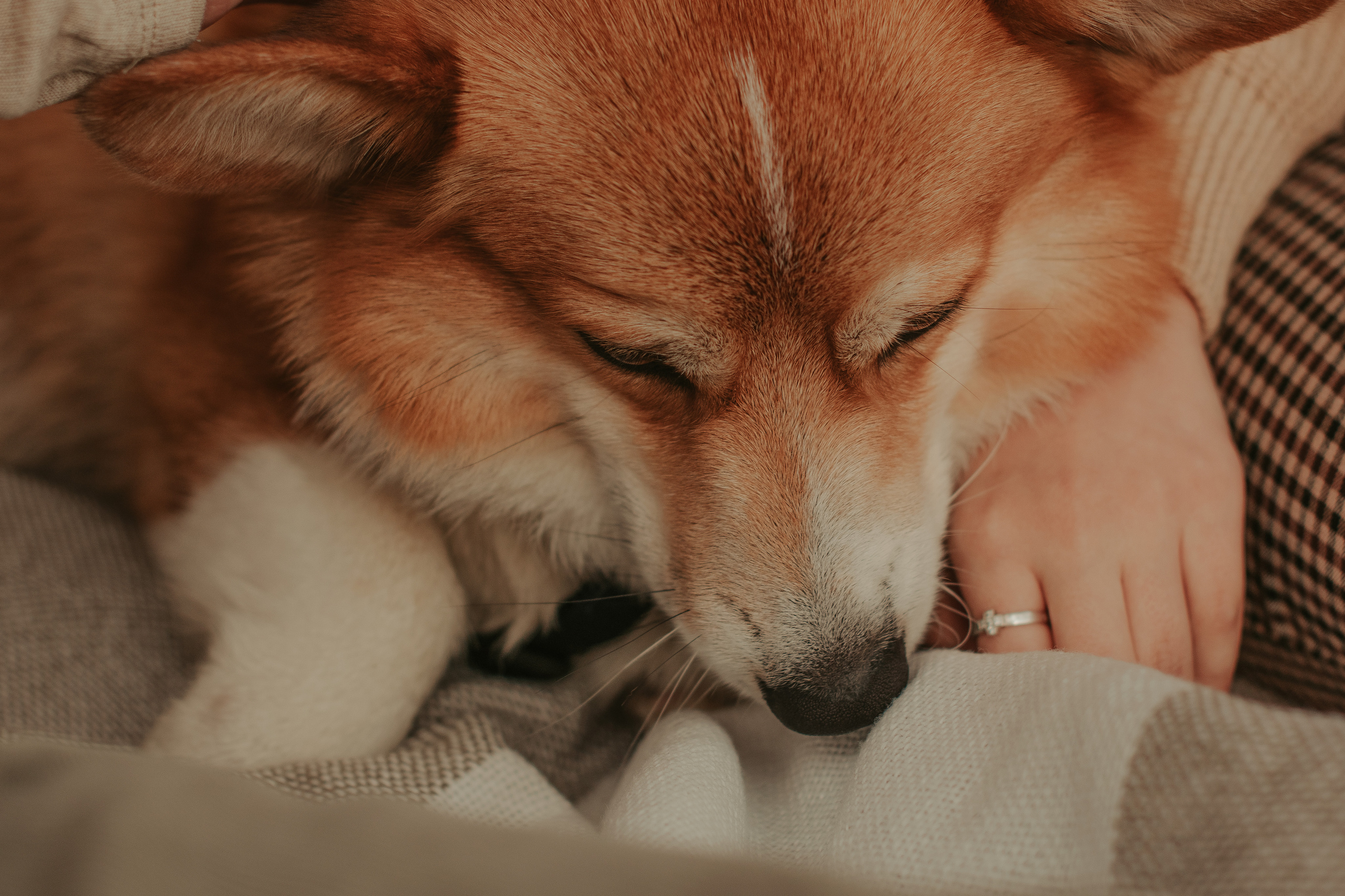 Наташа, Даша и Кевин. Свадебный фотограф в Москве Анна Полушина