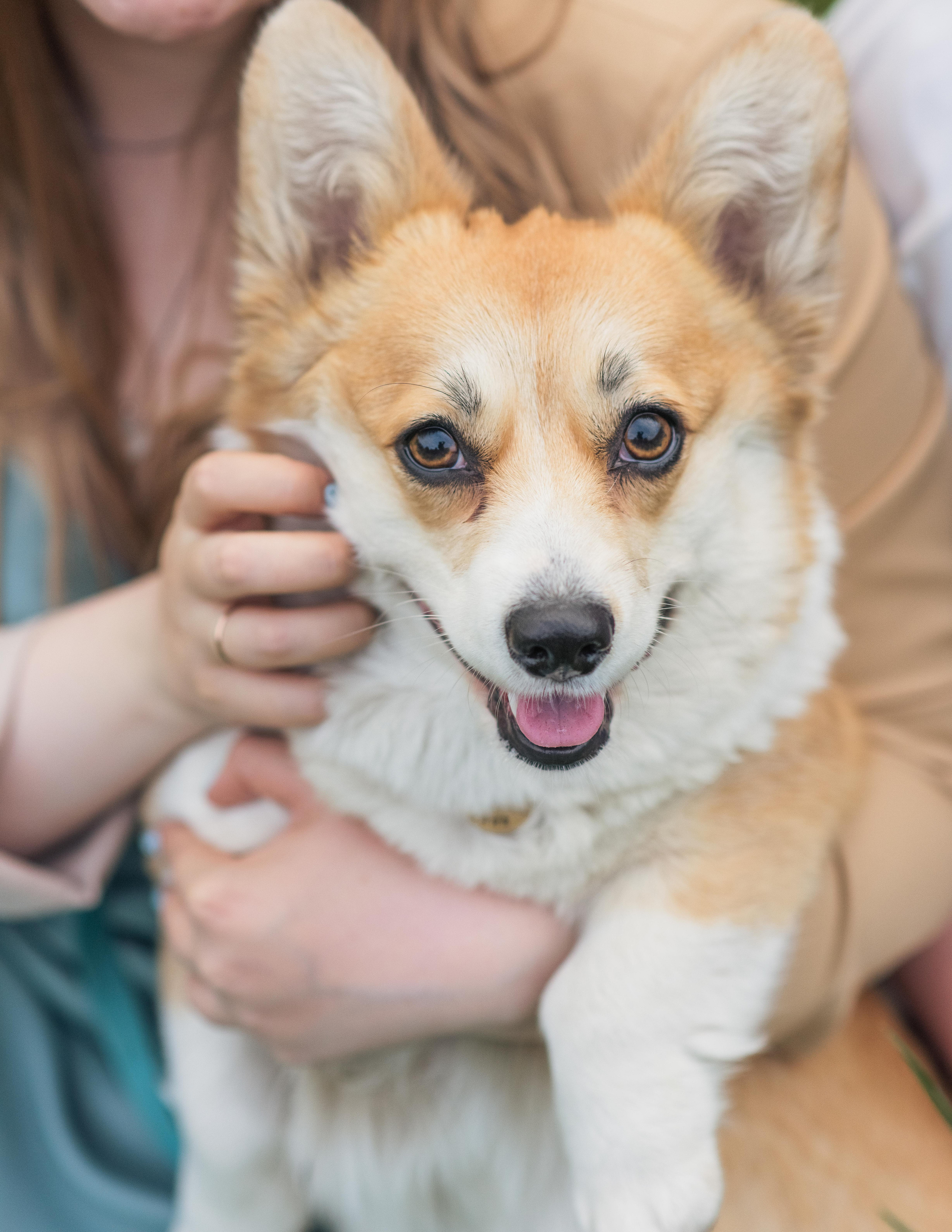 Юлия и Шаня, Покровское-Стрешнево. Свадебный фотограф в Москве Анна Полушина