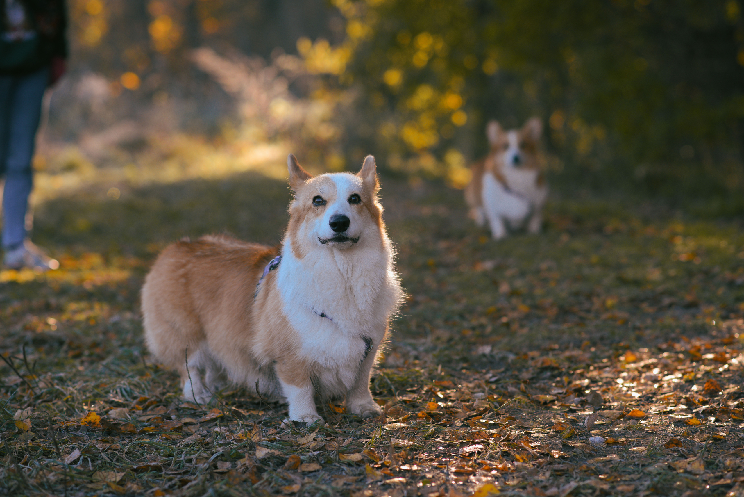 Фотосессия с питомцем в Москве. Свадебный фотограф в Москве Анна Полушина