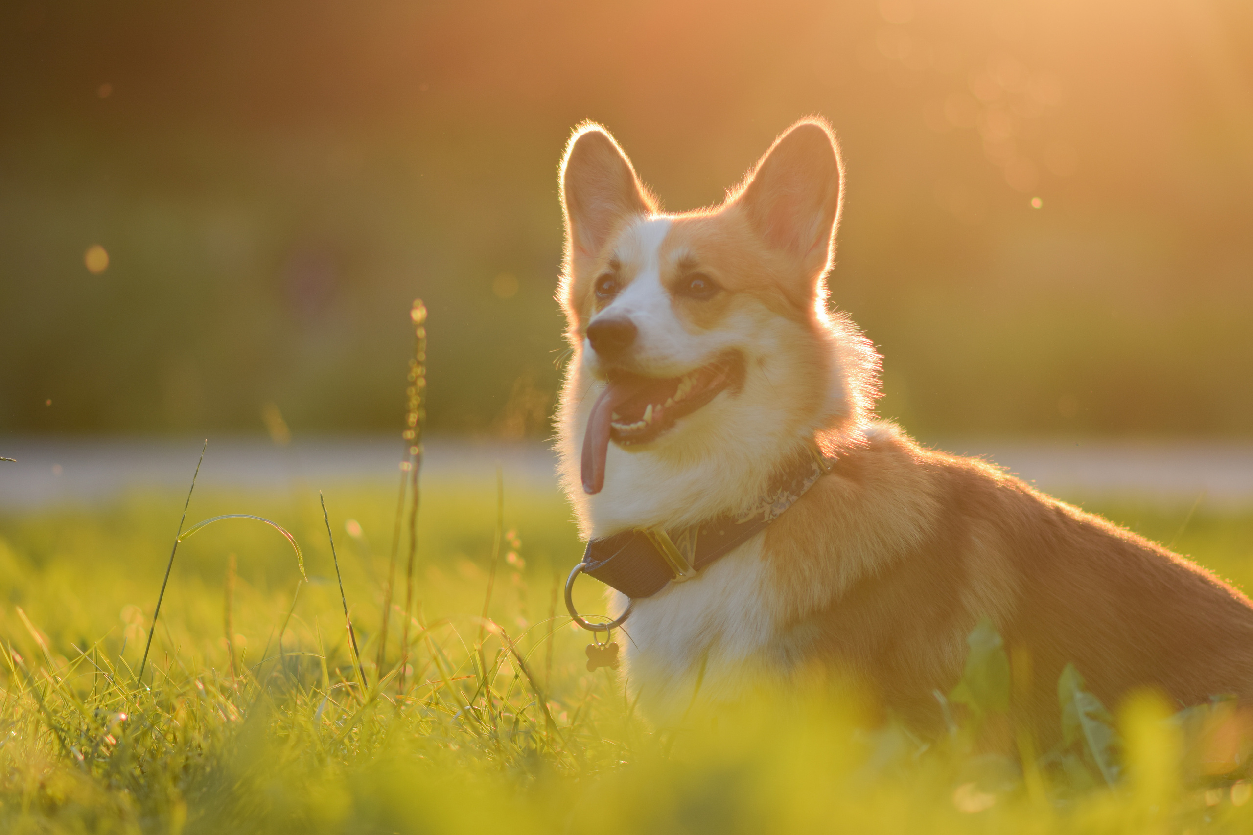 Алина и Ройс, парк на Яузе. Свадебный фотограф в Москве Анна Полушина