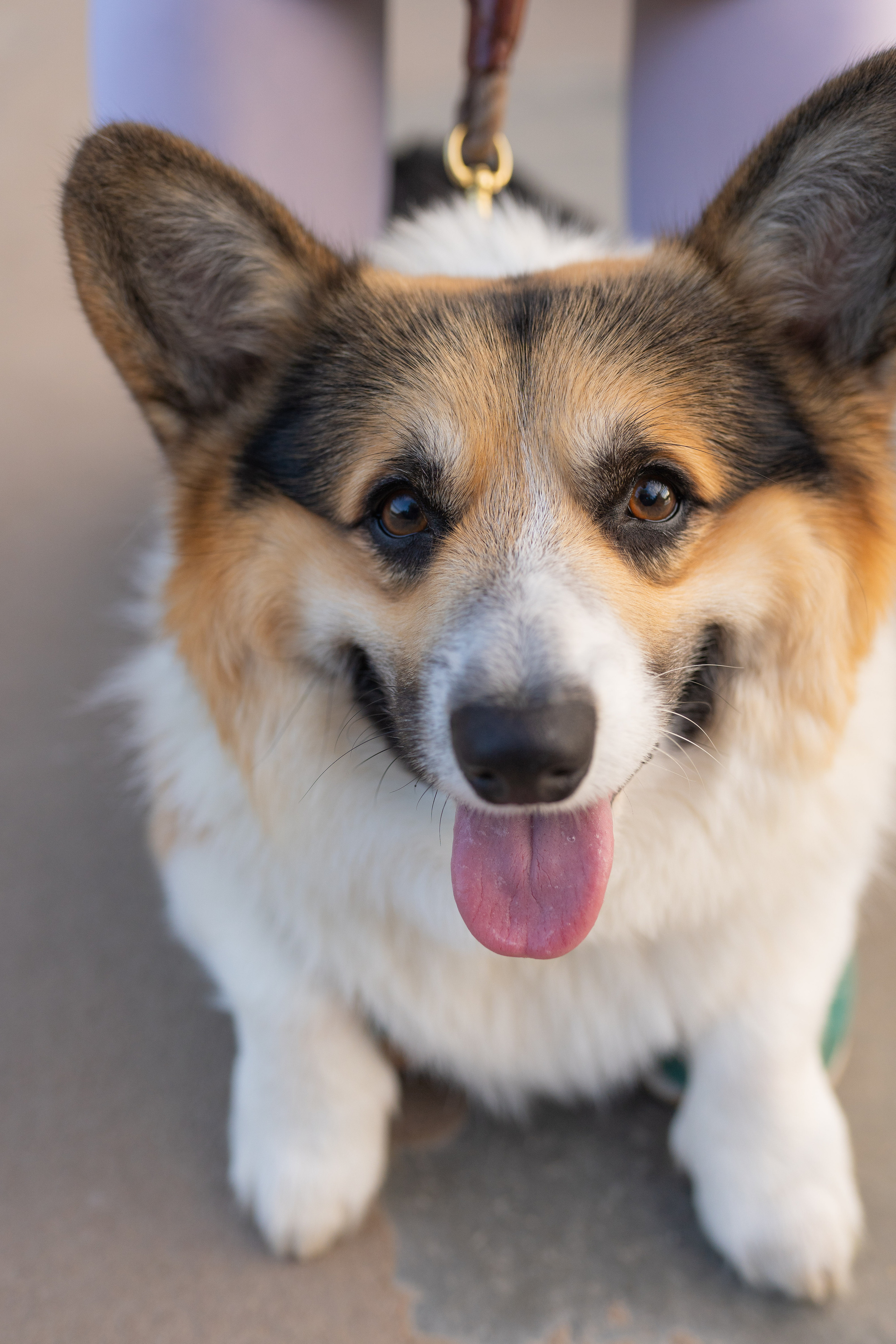 Катя и Честер, Серебряный бор. Свадебный фотограф в Москве Анна Полушина