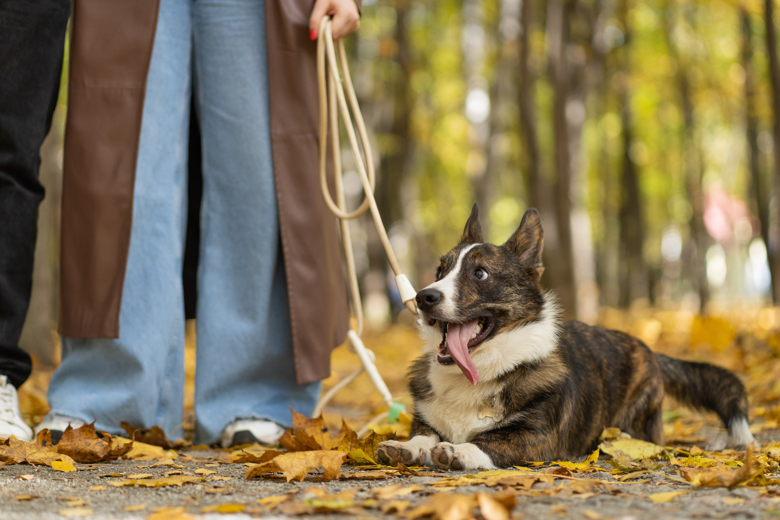 Боря, Даша и Маффин. Свадебный фотограф в Москве Анна Полушина