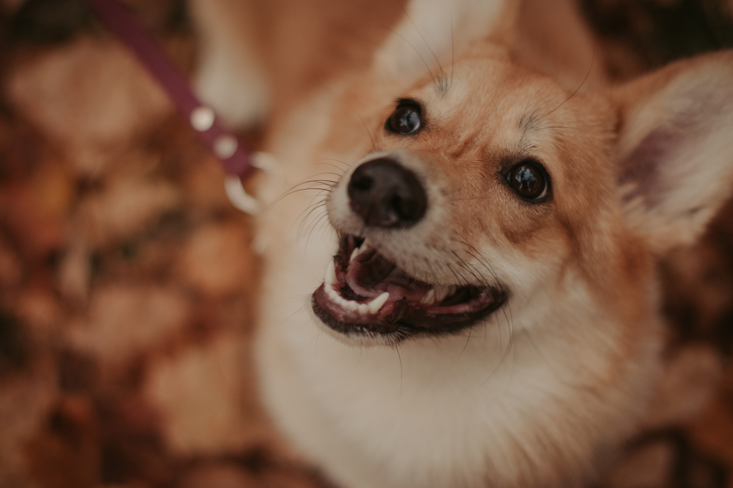Марина и Мася, Новодевичий сквер. Свадебный фотограф в Москве Анна Полушина