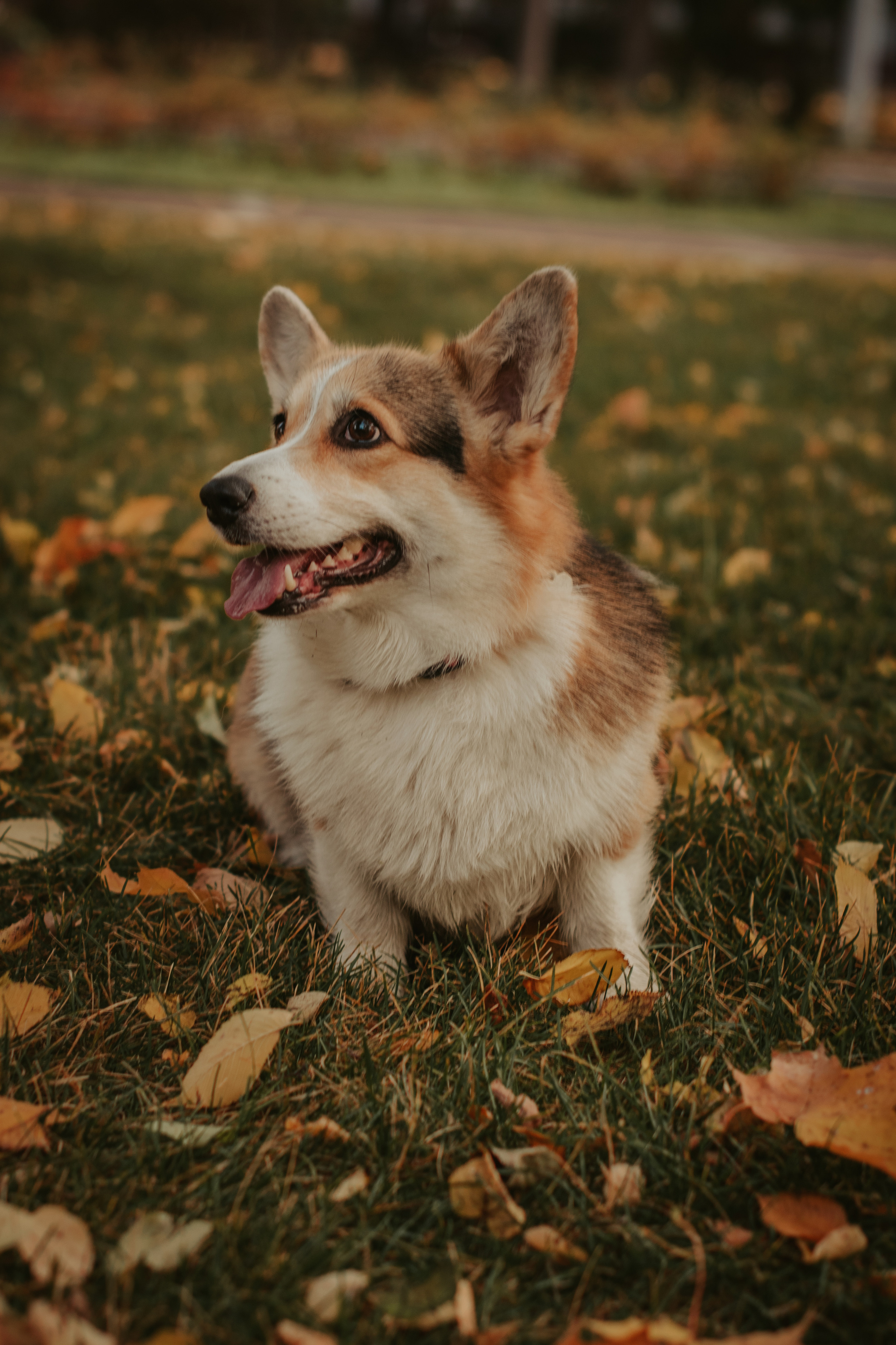 Аня и Булочка, Сокольники. Свадебный фотограф в Москве Анна Полушина