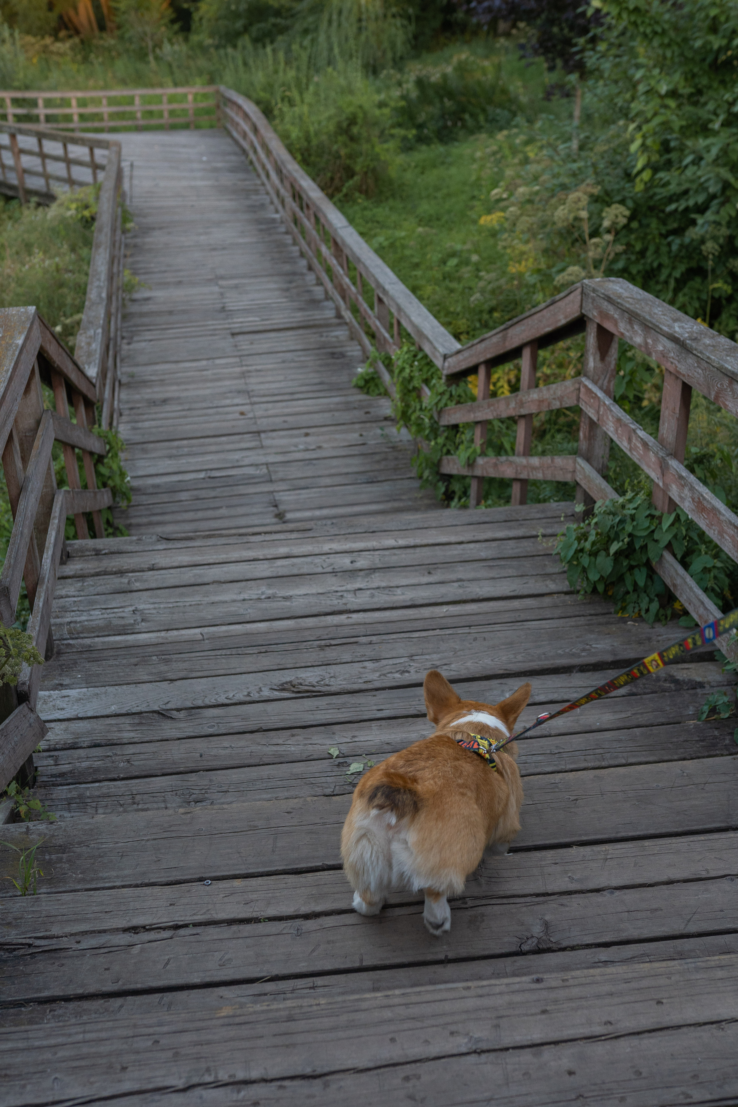 Катя и Боря, Джамгаровский парк. Свадебный фотограф в Москве Анна Полушина