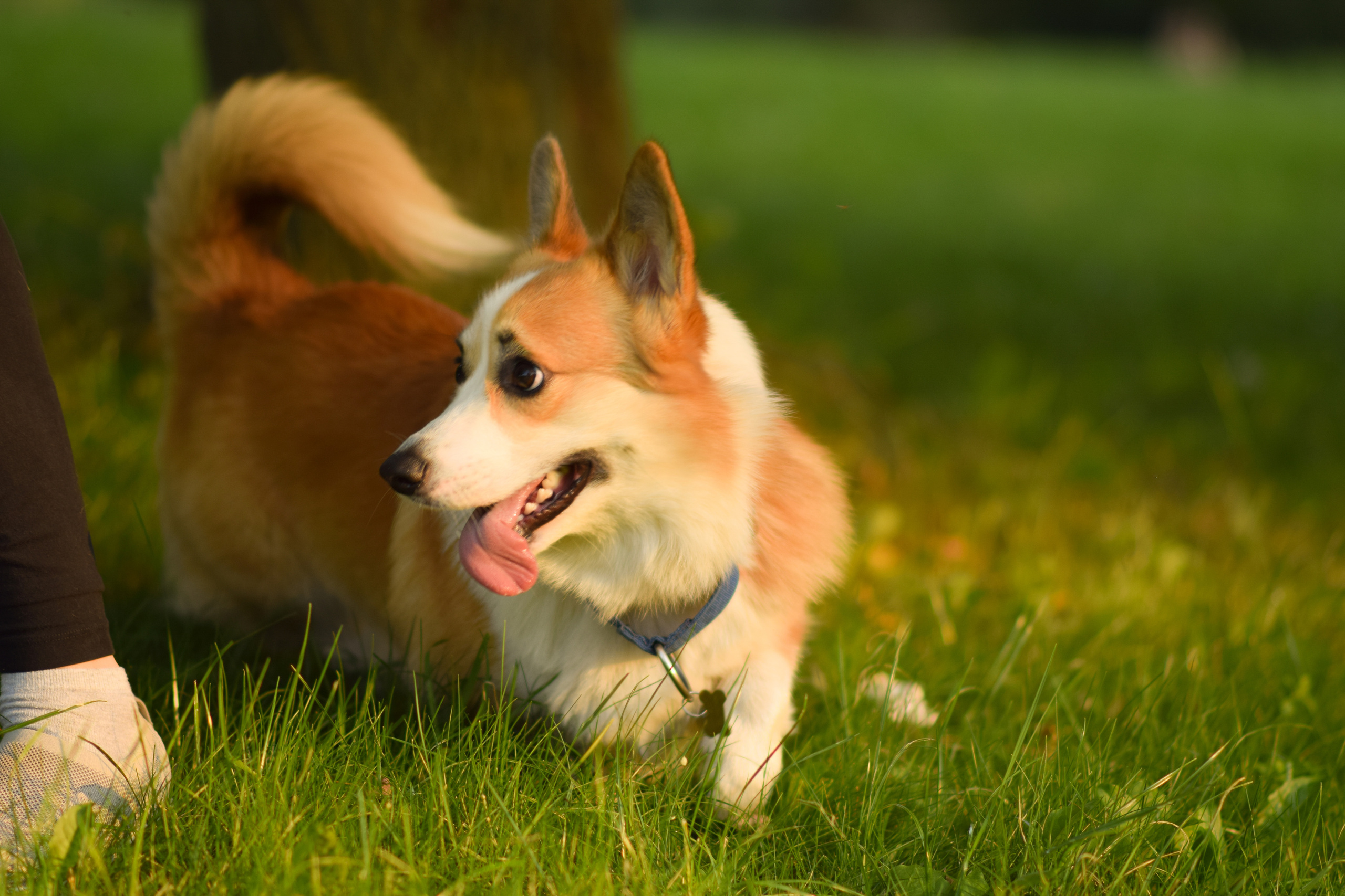 Алина и Ройс, парк на Яузе. Свадебный фотограф в Москве Анна Полушина