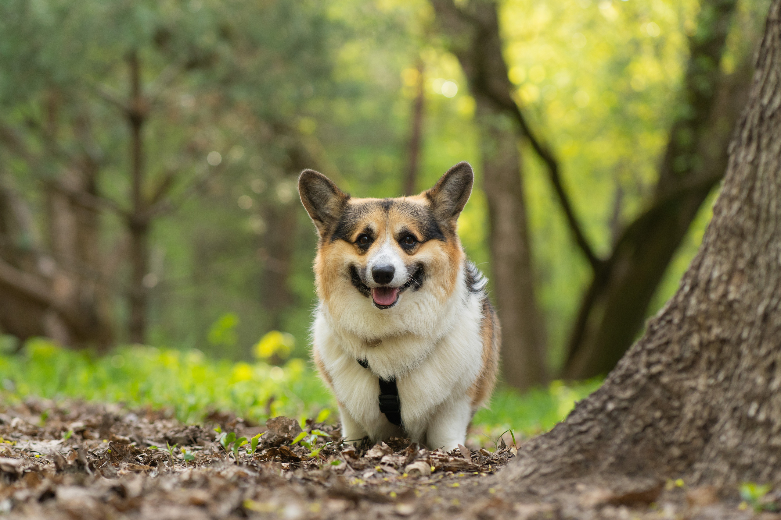 Катя и Честер, Серебряный бор. Свадебный фотограф в Москве Анна Полушина