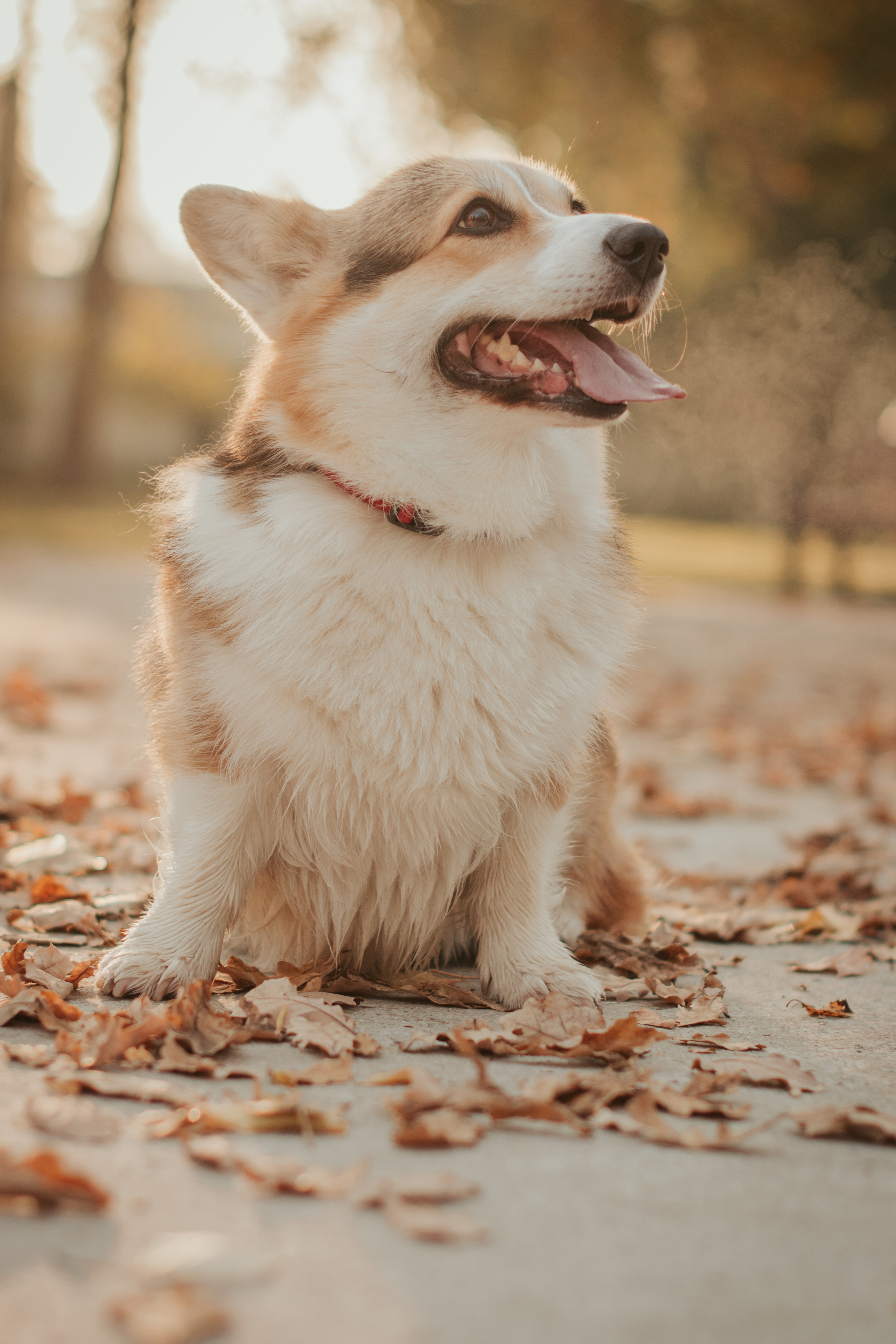 Аня и Булочка, Сокольники. Свадебный фотограф в Москве Анна Полушина