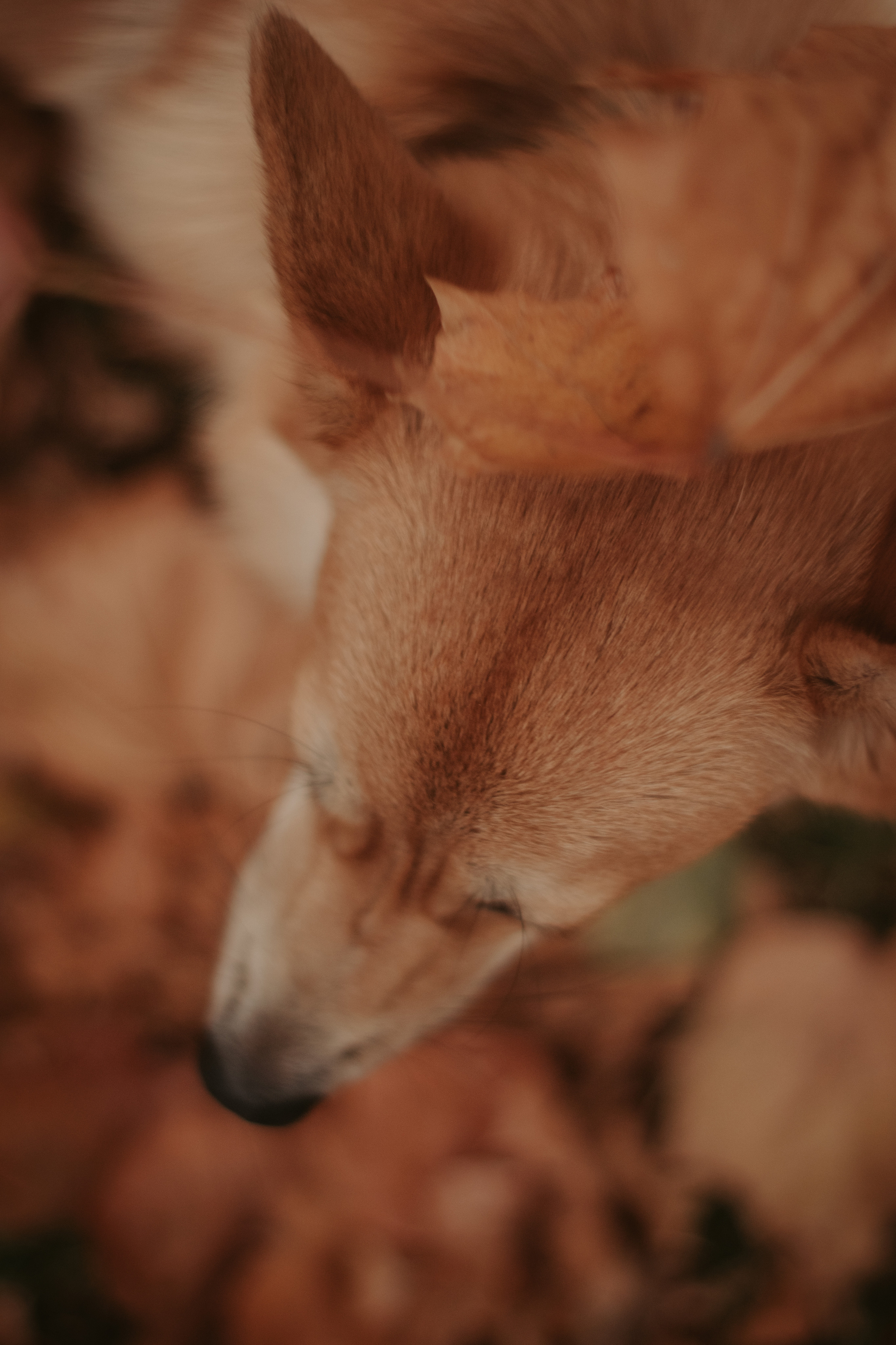 Марина и Мася, Новодевичий сквер. Свадебный фотограф в Москве Анна Полушина