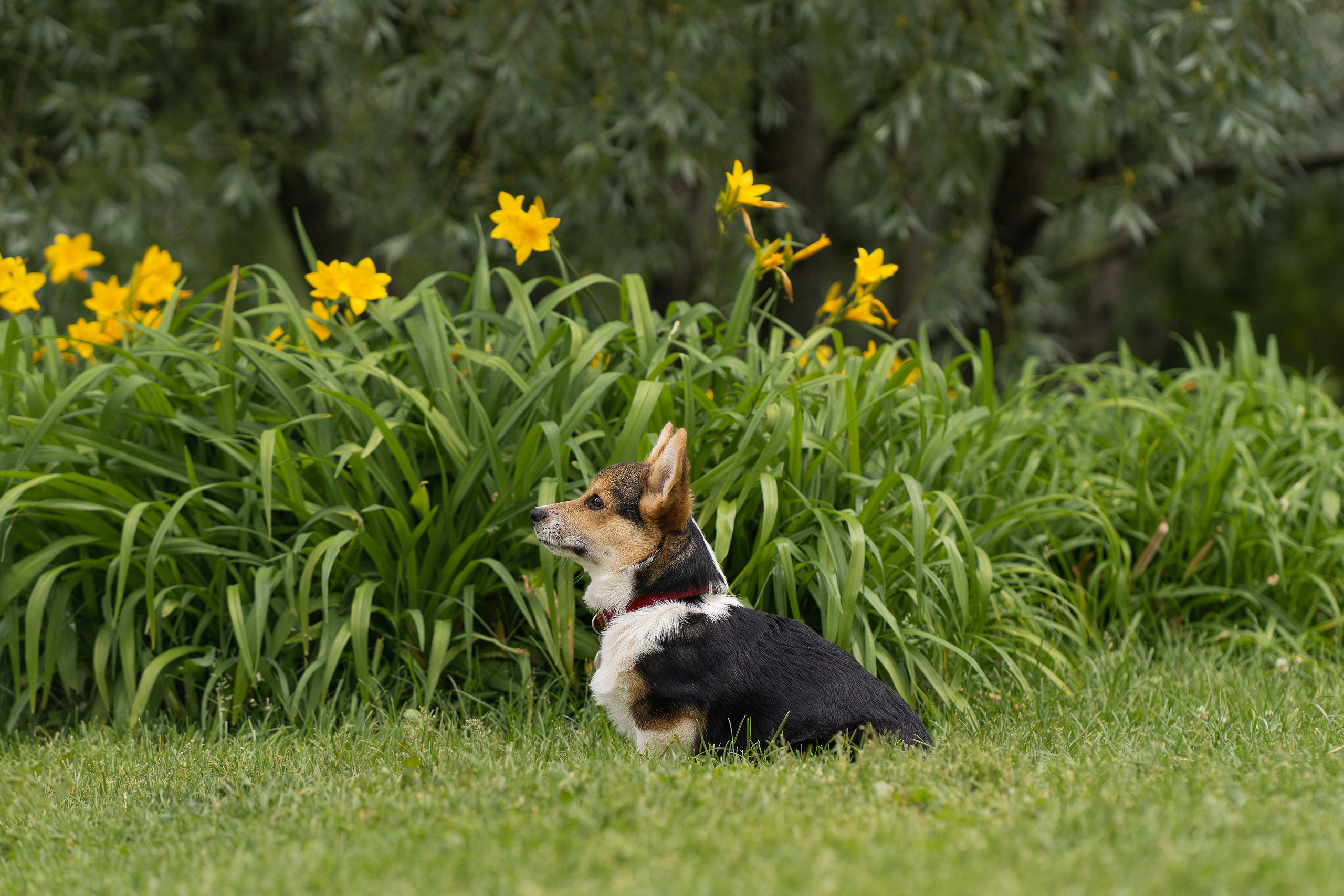 Каспер и Полина, Ботанический сад. Свадебный фотограф в Москве Анна Полушина
