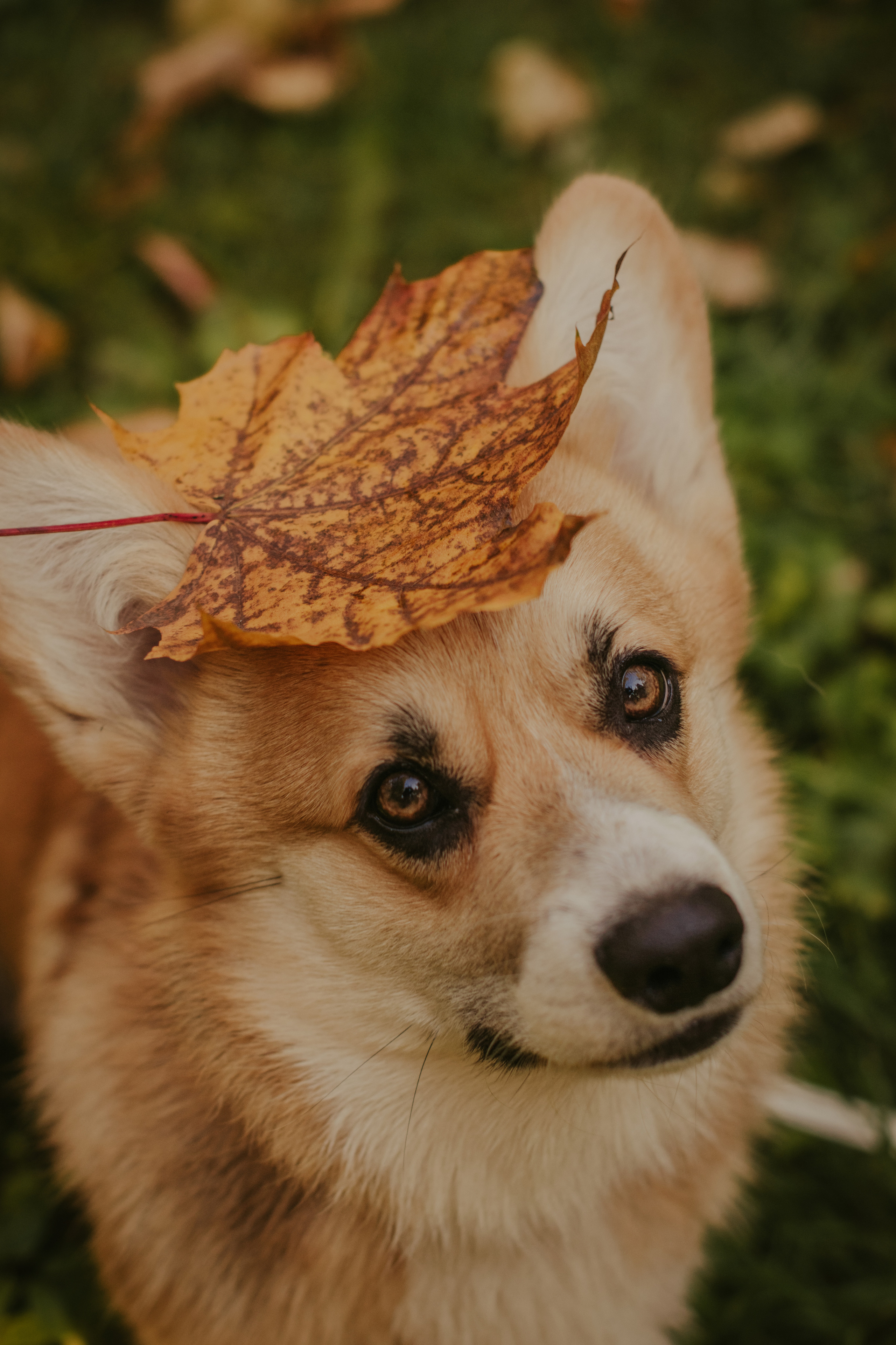 Катя и Оливер, Сокольники. Свадебный фотограф в Москве Анна Полушина