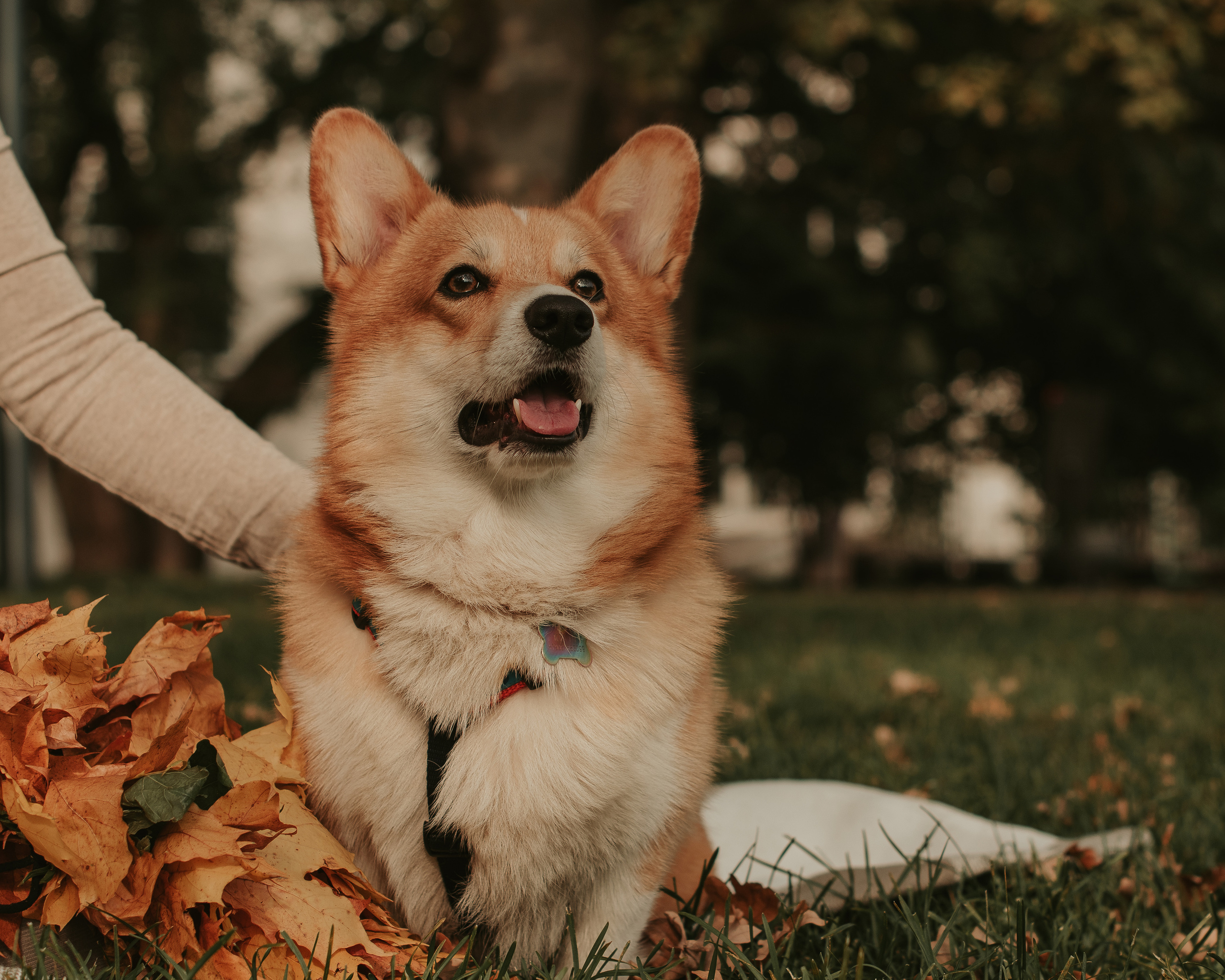 Наташа, Даша и Кевин. Свадебный фотограф в Москве Анна Полушина