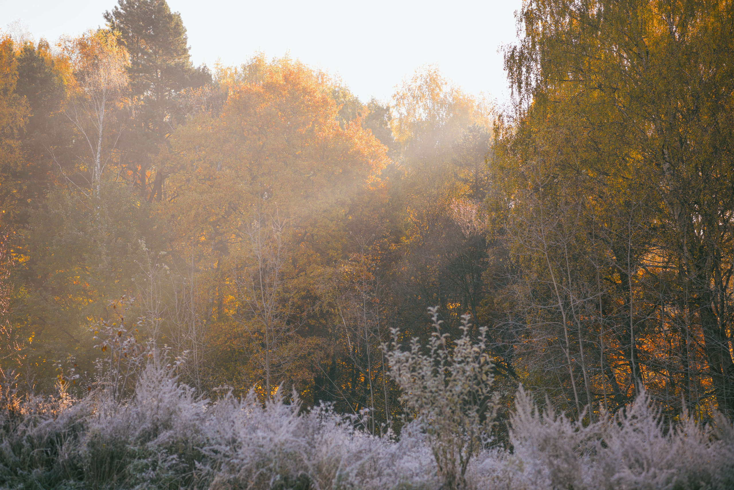 Фотосессия с питомцем в Москве. Свадебный фотограф в Москве Анна Полушина