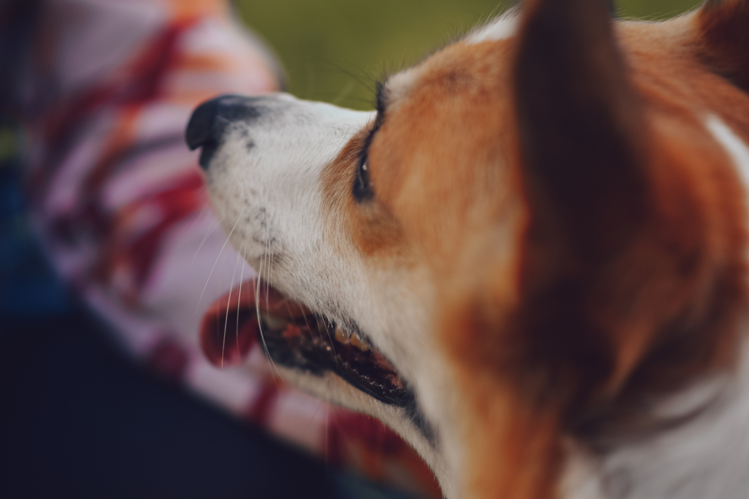 Алина и Ройс, парк на Яузе. Свадебный фотограф в Москве Анна Полушина